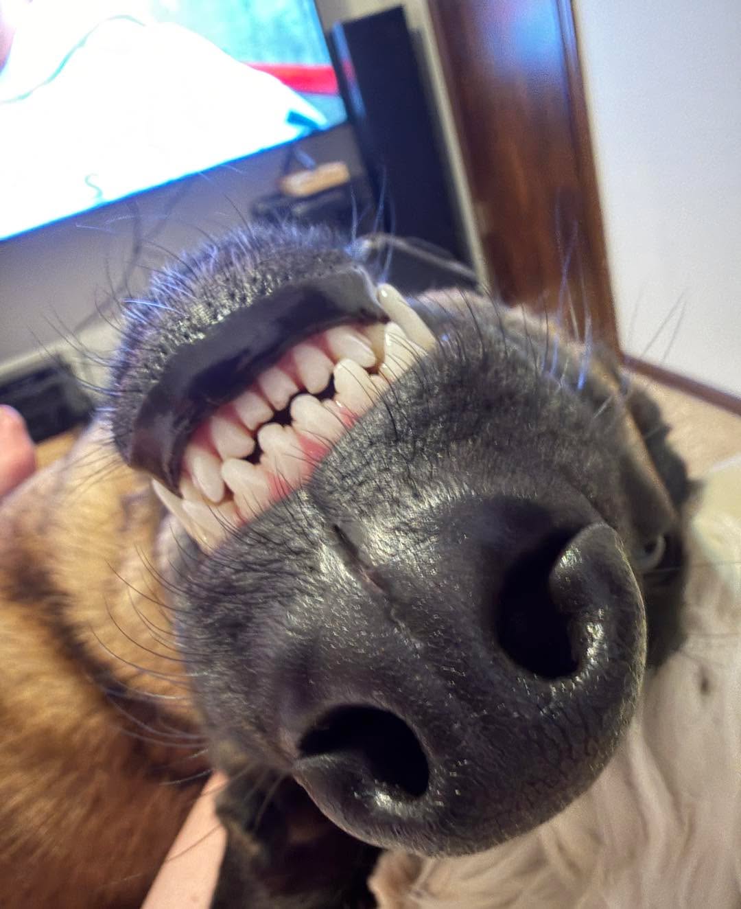 This is my Malinois. 
On her back. 
Smiling. 
On a Friday night. 

Most people don’t get this version of the dog they brought home. 

They get: 
- Pacing the house nonstop 
- Exploding at every noise or guest 
- Power struggles over every little thing 

Malinois (and a lot of other dogs) aren’t “bad.” 
They’re powerful dogs living with unclear rules. 

When you give a dog: 
- Clear yeses 
- Clear nos 
- Calm, consistent leadership 

You get a dog that can turn off just as well as she can turn on. 

She didn’t start here. 
She earned this level of freedom through structure, training, and clear communication. 

This is exactly what I help my clients create with their own dogs. 

If you’re in the Springfield, MO area and you want a dog that can go from “working dog” outside to “family dog” on your lap on a Friday night… 

Send me a DM with the word FRIDAY. 

I’ll send you details on how my training program helps owners create this kind of relationship with their dog.


