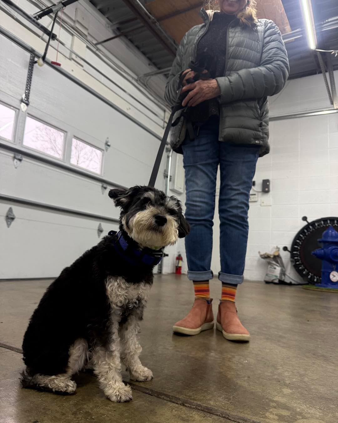 She didn’t bring us a “perfect” dog.
She brought us an anxious schnoodle puppy and a clear goal:
“I want him to be able to handle the real world.”

Now look at this photo:
•Puppy sitting happy and engaged
•Owner smiling because she knows what to do
•In one of our training spaces

This isn’t staged.
This is right after a lesson where we finished the low‑distraction work and loaded his toolbox with:

•Clear yes and no
•Leash skills
•Basics that actually hold under mild pressure

And we loaded her toolbox too:
•How to bid her dog
•How to hold him accountable without feeling mean
•What to do when things get harder outside this garage

Because of that, she just got invited to group class.
That’s where we take everything they’ve learned here and practice it at the park, around other dogs, people, cars, and all the real‑world noise.

Not every owner wants to take their dog EVERYWHERE. 
But for those who do, we build to that level. 
For everyone else, we build exactly what they need for THEIR real life, without watering down the standards for the dog. 

If you’re in Springfield, MO and you want a dog that’s easier to live with – whether that means calm around the neighborhood or ready for busier environments – send me a DM with the word OPTIONS.

We’ll do a quick consult, I’ll lay out the programs that fit what you want, and you choose the path that’s right for you and your dog.

