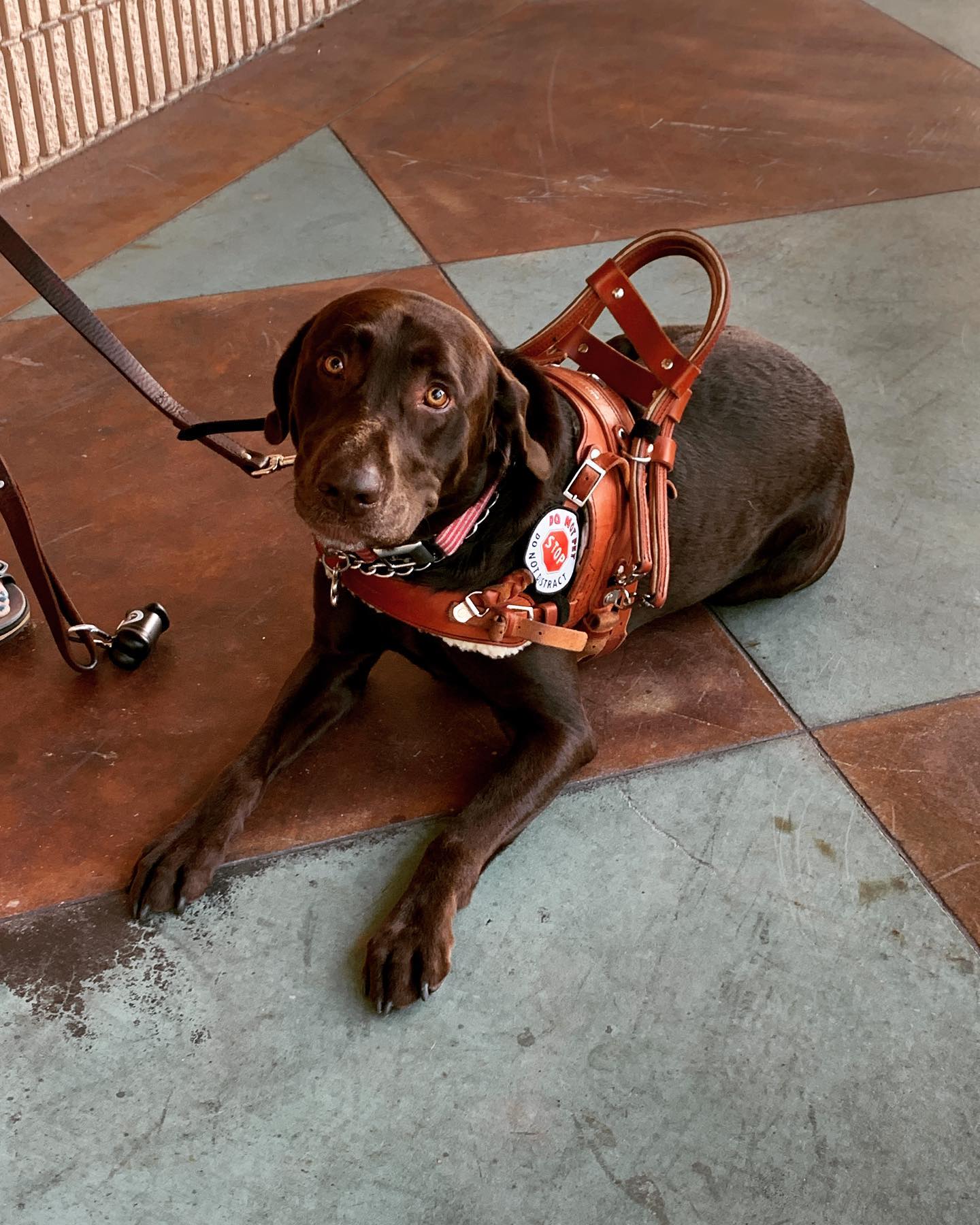 Welcome to the pack Sulya!  Sulya is a Chocolate Lab who is training to become a mobility service dog.  Sulya is rock solid with his obedience and his doing well with his public access development work.  