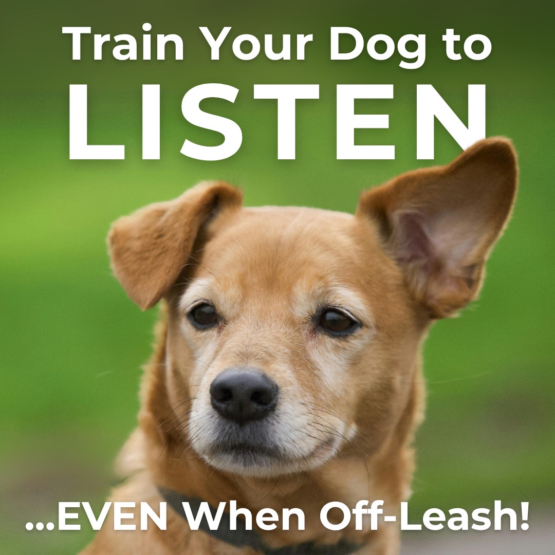 Most dogs can follow commands while on a leash. The real challenge is maintaining that same level of obedience once the leash comes off.

Benefits of off-leash training include:

 ✔️ Safer outings with reliable recall
 ✔️ Greater independence without losing control
 ✔️ Stronger engagement between dog and handler

At Dog Training Elite Sarasota , we use real-world training based on proven methods and years of experience. Call today or click to schedule your free consultation!

