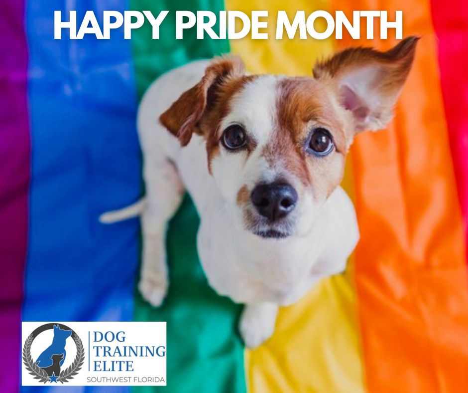 Let's celebrate love in all its shades and colors! 

🐶❤️🧡💛💚💙💜🤍🤎🐶

Happy Pride from all of us at DTE Southwest Florida! 

 