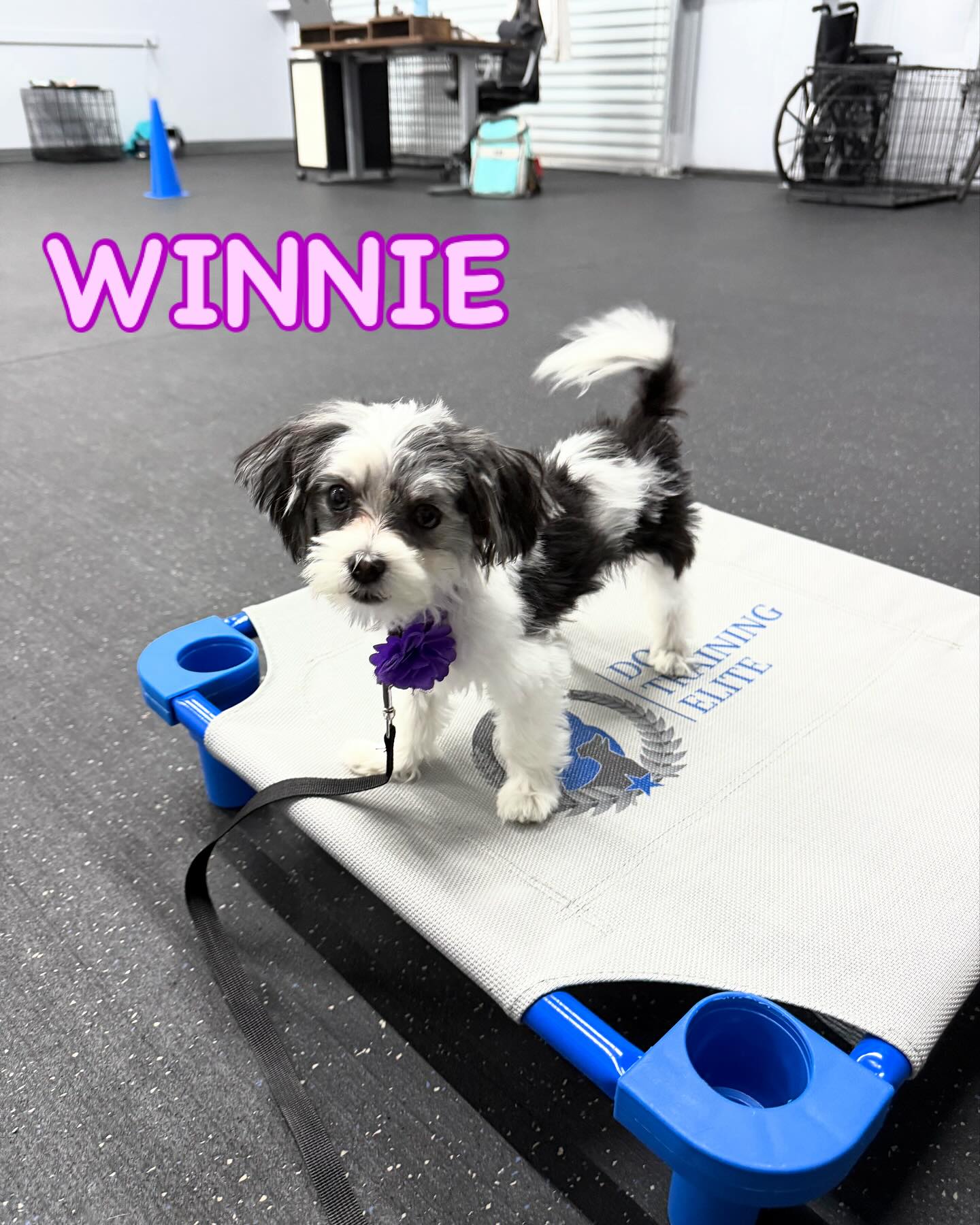 Winnie is here this week at Elite Training Camp to begin her Puppy Program! Winnie is working on her foundations like following a food lure, building confidence, and having fun!💜