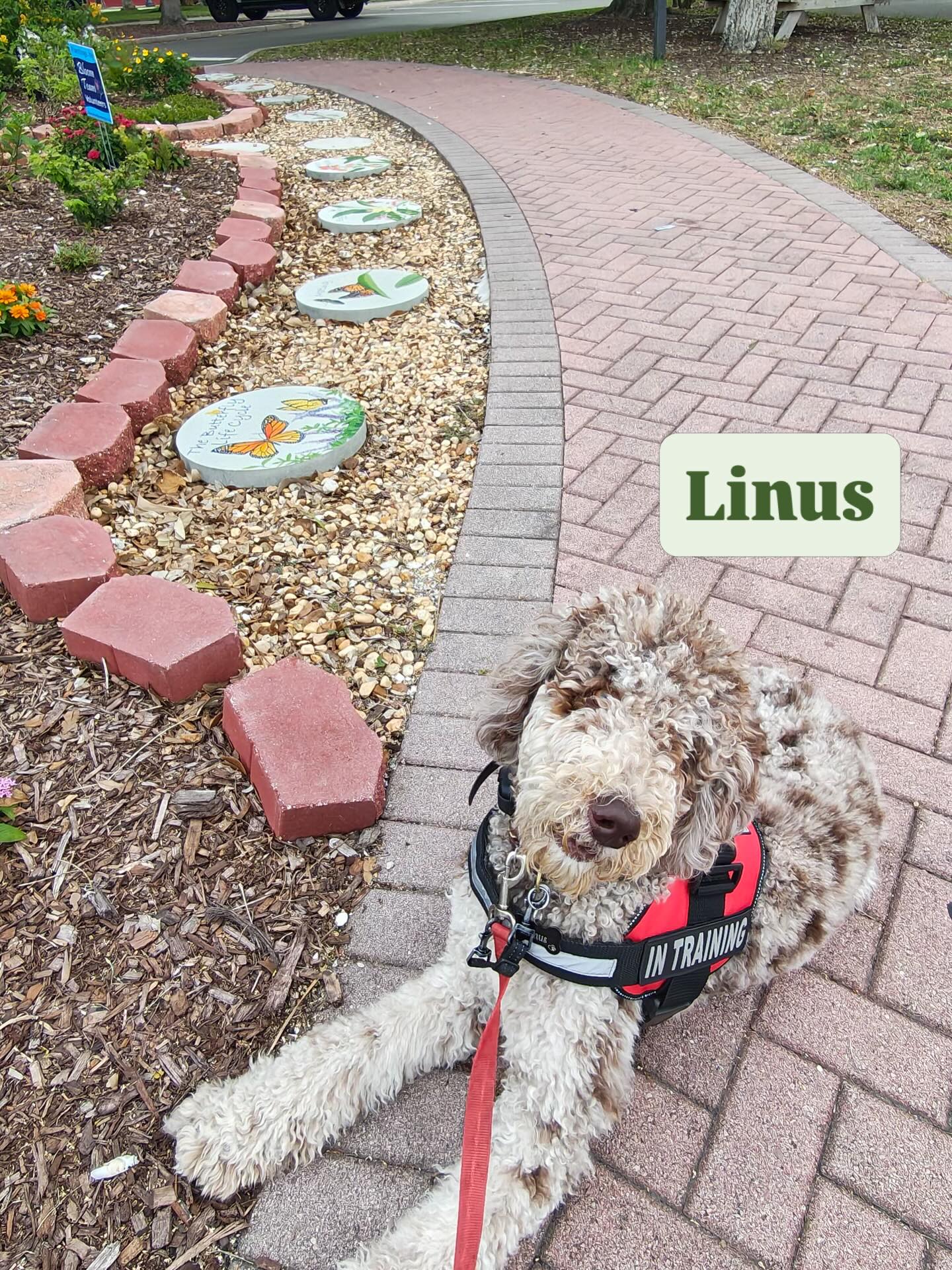 For his final day in his Platinum program, Linus practiced his public access skills downtown! He practiced being neutral in his obedience commands, calmly walking up and down stairs, and getting in and out of the elevator. We can&rsquo;t wait to see Linus at group classes!