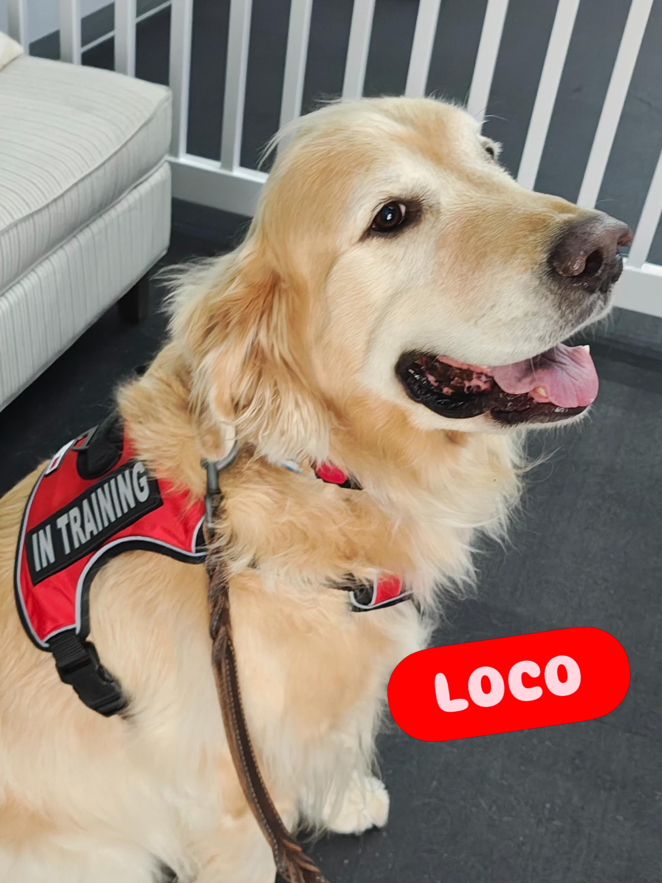 Loco is back at Elite Training Camp to work on task training! Loco is learning a blocking task and a grounding task to support his owner in times of need. I am so excited for this Service Dog team to get started! 🦮🐾