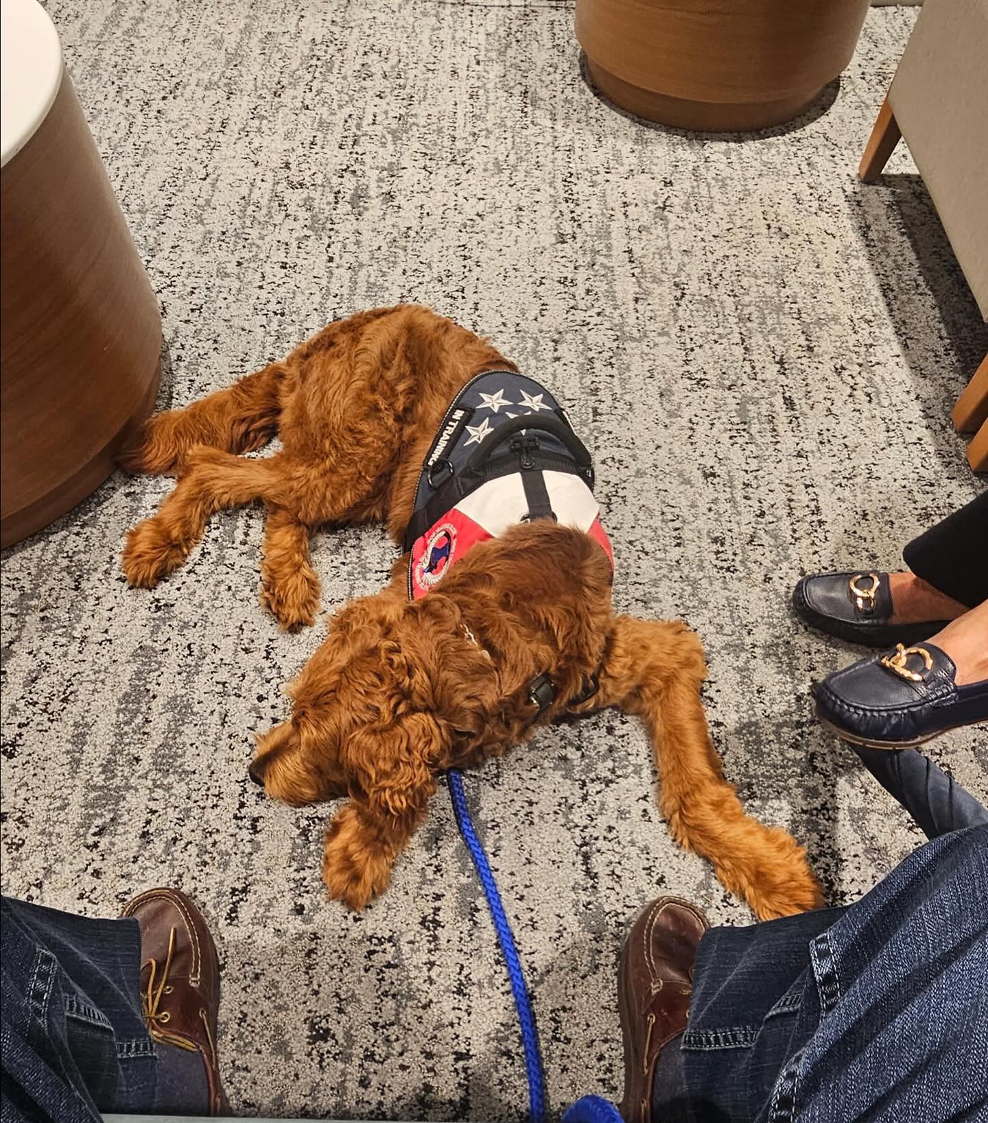 We love client updates!! Service dog in-training Sailor waits patiently in the waiting room with his owners. Practice makes perfect, and we’re so happy to see Sailor working on his neutrality in public. Nice job Sailor and owner Ruben!🐕‍🦺