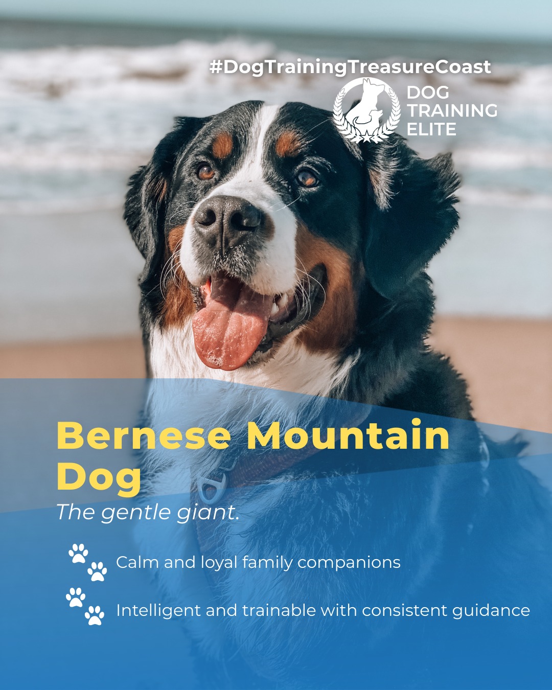 Bernese Mountain Dogs are calm, affectionate, and intelligent. With balanced training, their natural gentleness and loyalty are channeled into focus, obedience, and confidence, making them ideal family companions or therapy dogs.

🎯 Warm up your winter with a well-trained pup. Schedule your free in-home evaluation and see why families in Port St. Lucie, Palm Beach Gardens, and surrounding areas trust Dog Training Elite for results that last through every season.
 📍 https://1l.ink/X78787H


