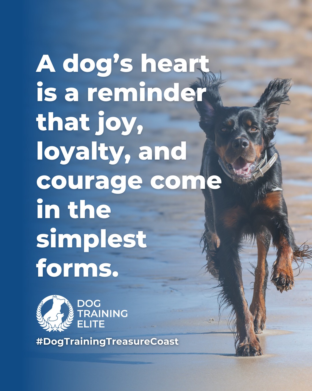 Dogs show us what it means to live fully in the moment. With patience, consistency, and clear guidance, their natural curiosity and loyalty can be shaped into focus, confidence, and cooperation. 

Every wag, nuzzle, and playful leap is a reminder that balanced training isn’t just about commands, it’s about building trust, understanding, and a stronger bond every day. 🐾

🎯 From basic obedience to advanced service dog training, Dog Training Elite Treasure Coast helps dogs near Port St. Lucie build better behavior and stronger bonds this season. 🐾
 📍 https://maps.app.goo.gl/GoKydqnuQemEUUwQ8



