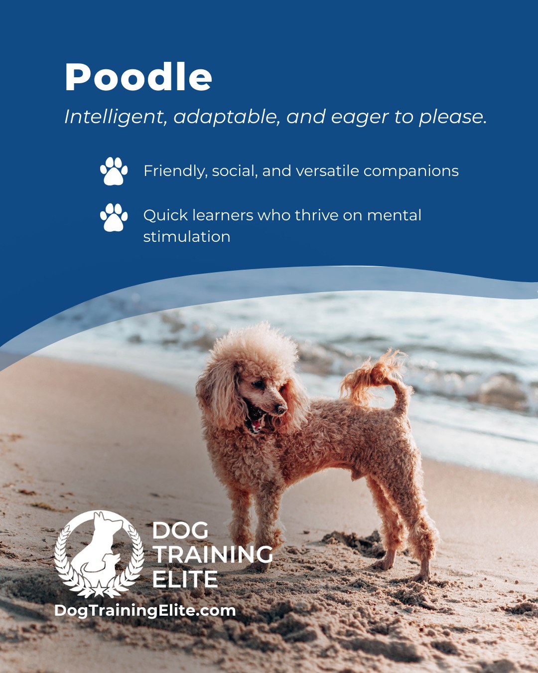 Poodles aren’t just stylish, they’re brilliant problem solvers and highly trainable. Their intelligence and eagerness to engage make them ideal candidates for obedience training, service work, and active family life. With balanced guidance, they develop focus, confidence, and a strong bond with their handler.

🎁 Ready to unwrap the gift of a well-behaved dog? Schedule your free in-home evaluation and discover why St. Lucie West and Riviera Beach families rely on Dog Training Elite, through the holidays and beyond.
 📍 https://maps.app.goo.gl/GoKydqnuQemEUUwQ8



