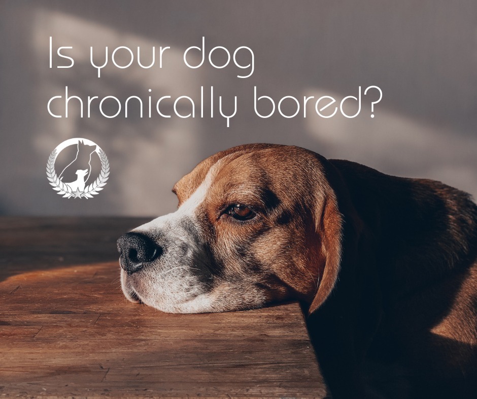 Is your goofy little furball acting bored and restless? A bored dog can become destructive and develop behavioral problems, so it's crucial to  keep your friend entertained and happy—whether you're home or away. Here are some ideas you can implement in addition to daily training and exercise:

1. Hide and Seek: Stimulate your dog's mind and nose with some fun games of hide and seek. When you're around, you can hide yourself and ask your dog to find you. When you're away, try leaving cups upside down around the floor. Place one treat under every three or four cups to keep him guessing! Try hiding his favorite toy in a new place each day before you leave the house. 

2. Puzzle toys: Treat-dispensing toys or puzzle toys can help keep your dog mentally stimulated and entertained for longer periods. Stuffed and frozen Kongs are also wonderful. New digital toys with voice functionality can be a fun solution too—especially for dogs with separation anxiety.

3. Consider a buddy: If you work a lot of hours or just struggle to give your dog the attention she craves, it may be helpful  to introduce a second pet. If you don't have the time or resources for another dog, cats often make excellent companions and are less maintenance than most dogs.
