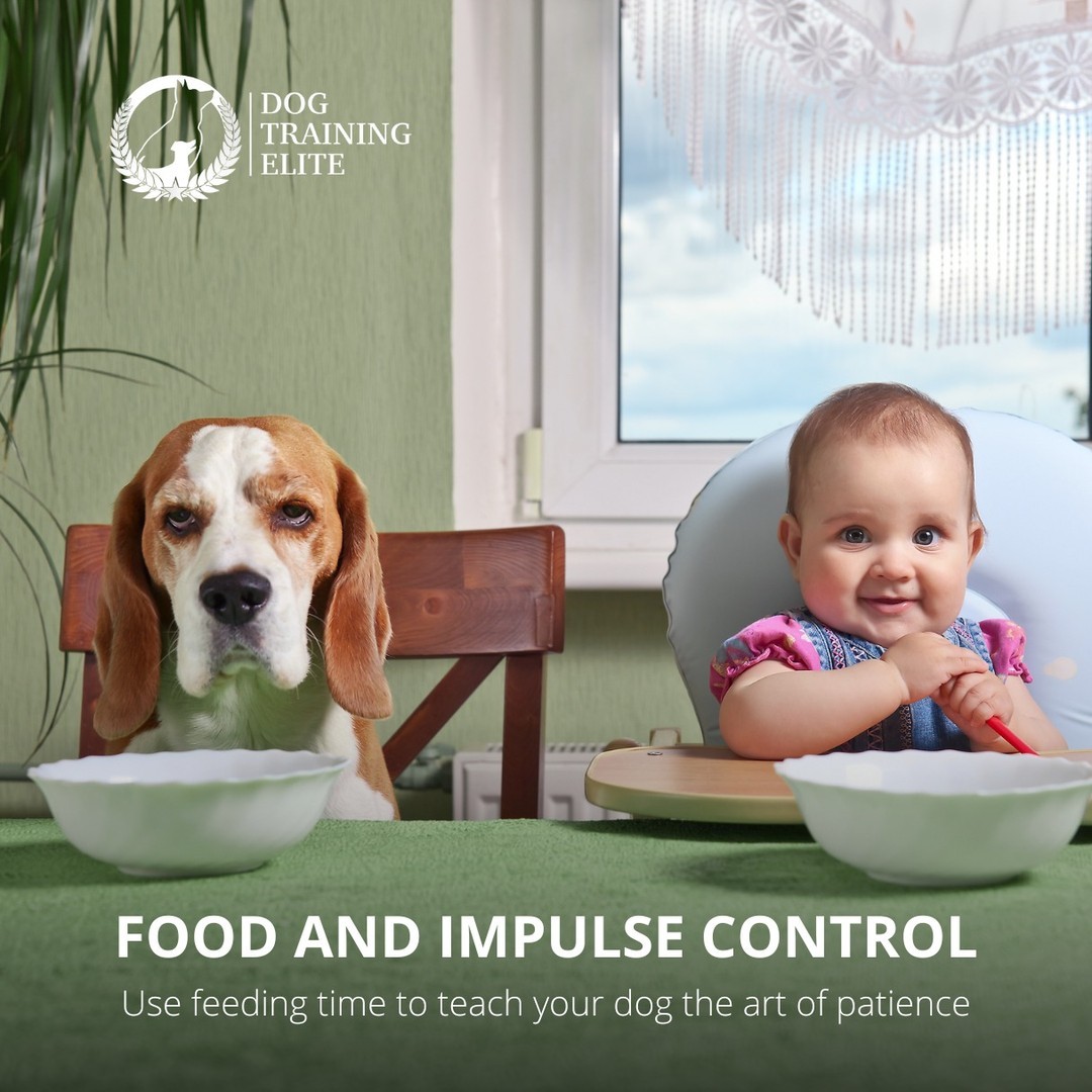 Feeding time can be a helpful training tool, easily embedded into something you're already doing anyway! Remember that learning better impulse control in one area will help strengthen your dog's impulse control in other ways!
STEP 1: Ask your dog to sit in front of you.
STEP 2: When he has sat and made eye contact with you, take a kibble from his bowl and reward him.
STEP 3: Ask him to wait while you slowly lower the bowl. If he lunges towards it, raise it back up higher and ask him to sit again. Do not reward him for sitting the second time.
STEP 4: Lower the bowl almost to the floor. If he continues to sit, say yes and offer another kibble. Every time he breaks his sit or lunges for the bowl, raise it back up.
STEP 5: Once he is showing good restraint, lower the bowl all the way onto the floor, but continue asking him to wait.
STEP 6: Say Okay! and let him have his breakfast. Over the course of a few weeks, increase the time he has to wait before being allowed to approach the food dish.
