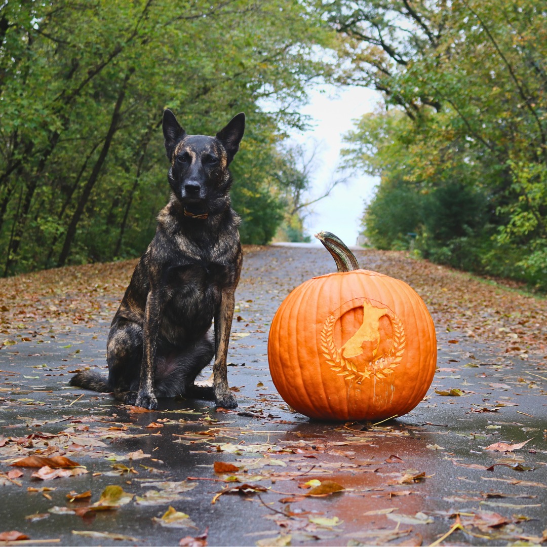 Less spooks, more sits 
Halloween can be full of distractions &mdash; costumes, doorbells, and excited kids! Practice calm obedience this week so your pup can enjoy the fun, too.

📅 Realize you need help? Book now to get your first session in before the trick or treating begins!
☎️ 1+ (763) 342-9250
📧 twin-cities@dogtrainingelite.com
💻https://dogtrainingelite.com/minneapolis