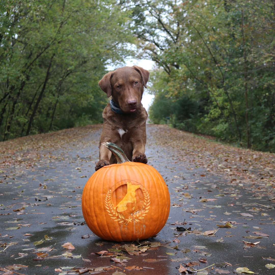 Keep your furry friends safe this Halloween! 

 Keep candy and chocolate out of paws&rsquo; reach, make sure costumes are comfortable, keep dogs leashed around trick-or-treaters, and give them a quiet, cozy space away from the spooky chaos. 

 A little extra care goes a long way in keeping Halloween happy and safe for everyone!

📅  Need help training your dog? Contact us!
☎️ 1+ (763) 342-9250
📧 twin-cities@dogtrainingelite.com
💻https://dogtrainingelite.com/minneapolis