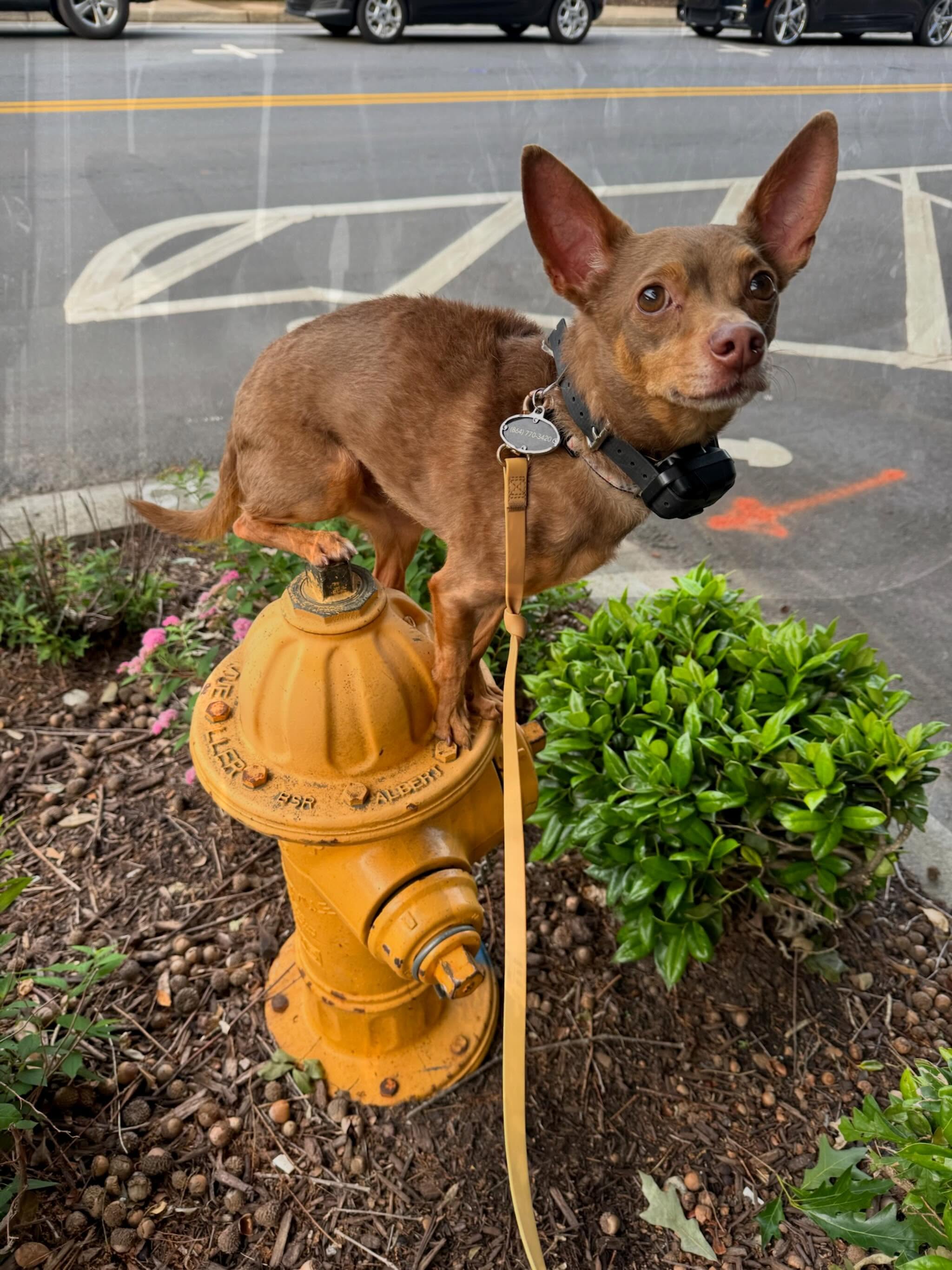 When Bean first came to us, his mom was dealing with some really serious behavioral struggles. He had a history of reactivity, resource guarding, and aggressive behavior that had resulted in multiple bites and injuries inside the home. Walks were stressful, visitors were difficult, and everyday situations could escalate quickly.

Fast forward to today&hellip; Bean is confidently out exploring the world, attending group classes, working around distractions, and apparently claiming fire hydrants around downtown Greenville as his throne. 😂🐾

One of the biggest things we remind owners is that progress like this doesn&rsquo;t happen overnight. It takes consistency, accountability, clear communication, and an owner willing to put in the work long after the sessions are over.

Bean&rsquo;s mom did exactly that.

She completed her entire program AND signed up for four additional months of group classes to continue building on his success. That commitment matters. Training isn&rsquo;t just about stopping unwanted behaviors. It&rsquo;s about creating a safer, more confident, more enjoyable life for both the dog and the family.

We&rsquo;re incredibly proud of how far Bean has come. ❤️