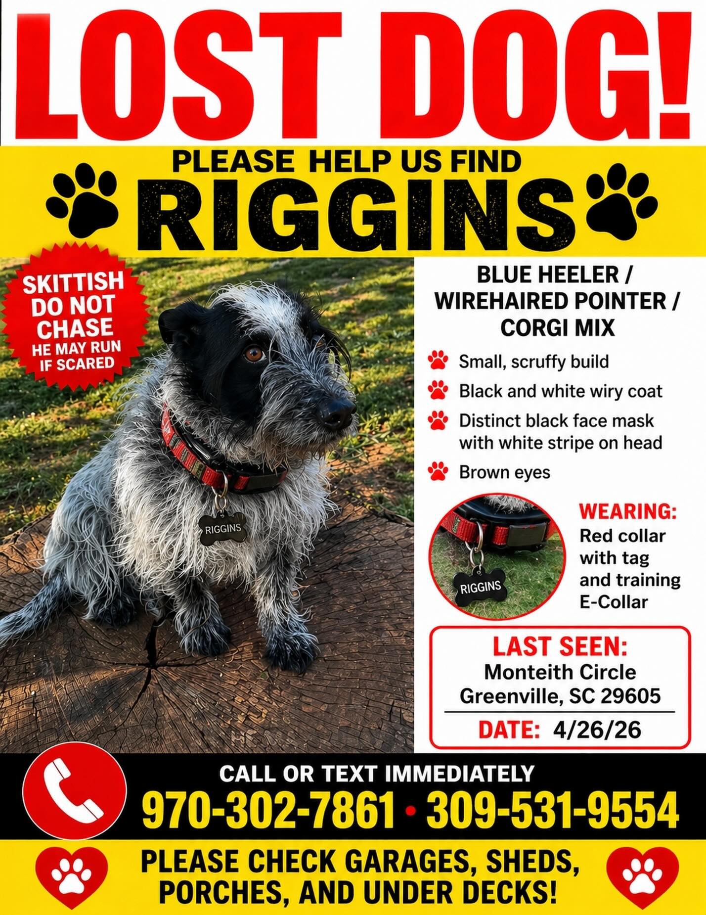 Let&rsquo;s get this boy home. Please share with anyone in the Greenville area!