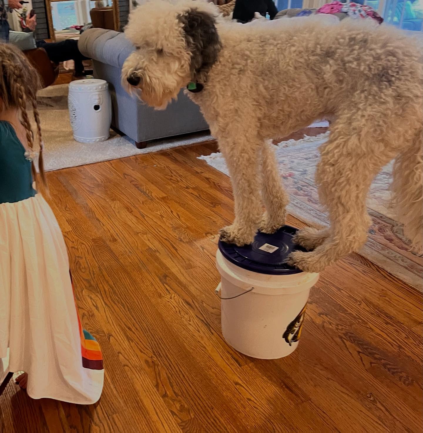 Throwback to Balto showing off his skills last year! His mama just reached out to say she referred two of her neighbors our way &mdash; and we appreciate that more than she knows!