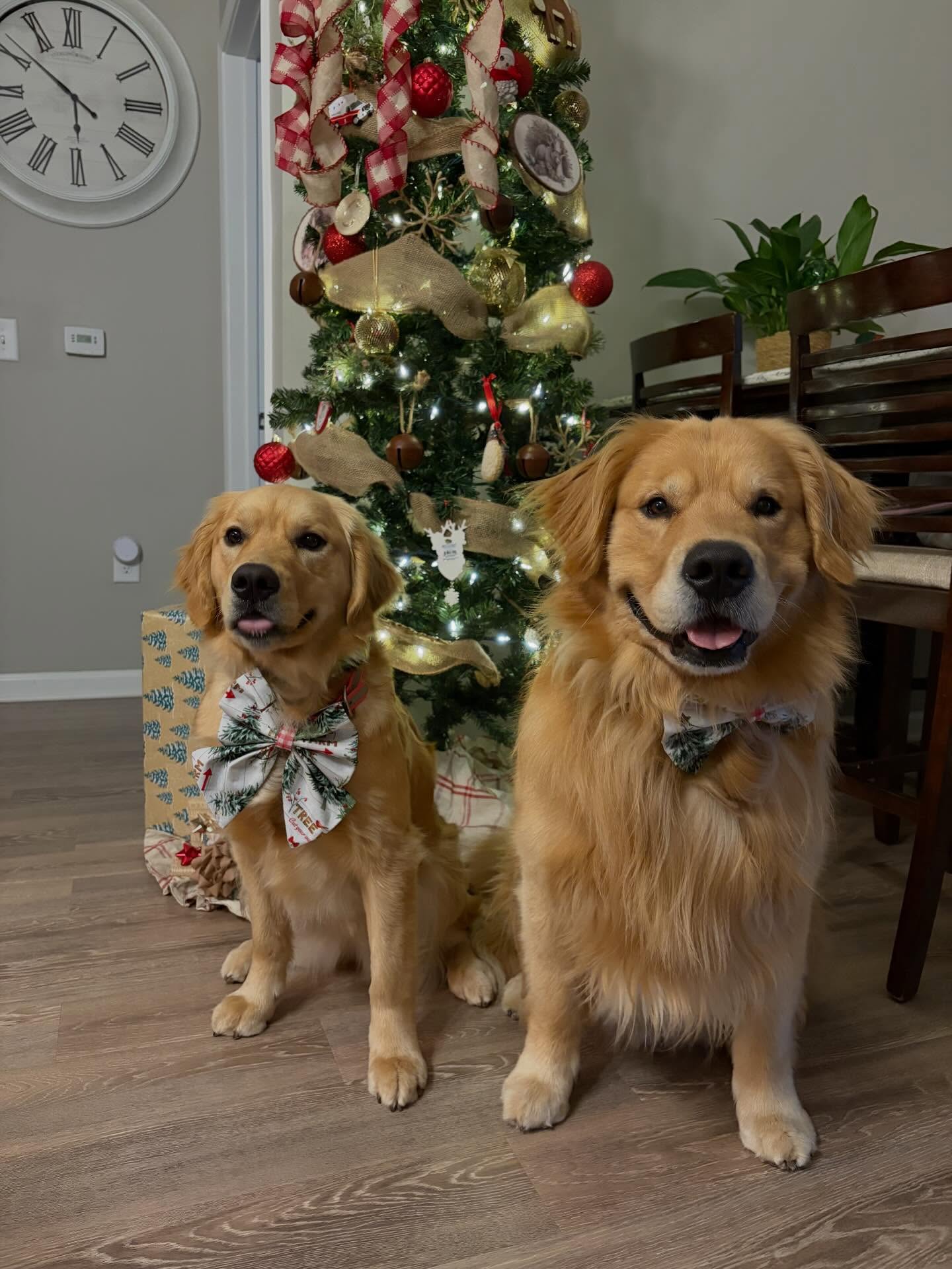 Starting the weekend with twinkly lights, wagging tails, and the cutest bow-tie duo &mdash; Delilah and Denver. Merry Friday, friends! ❤️🎄 @adoseofdenveranddelilah
