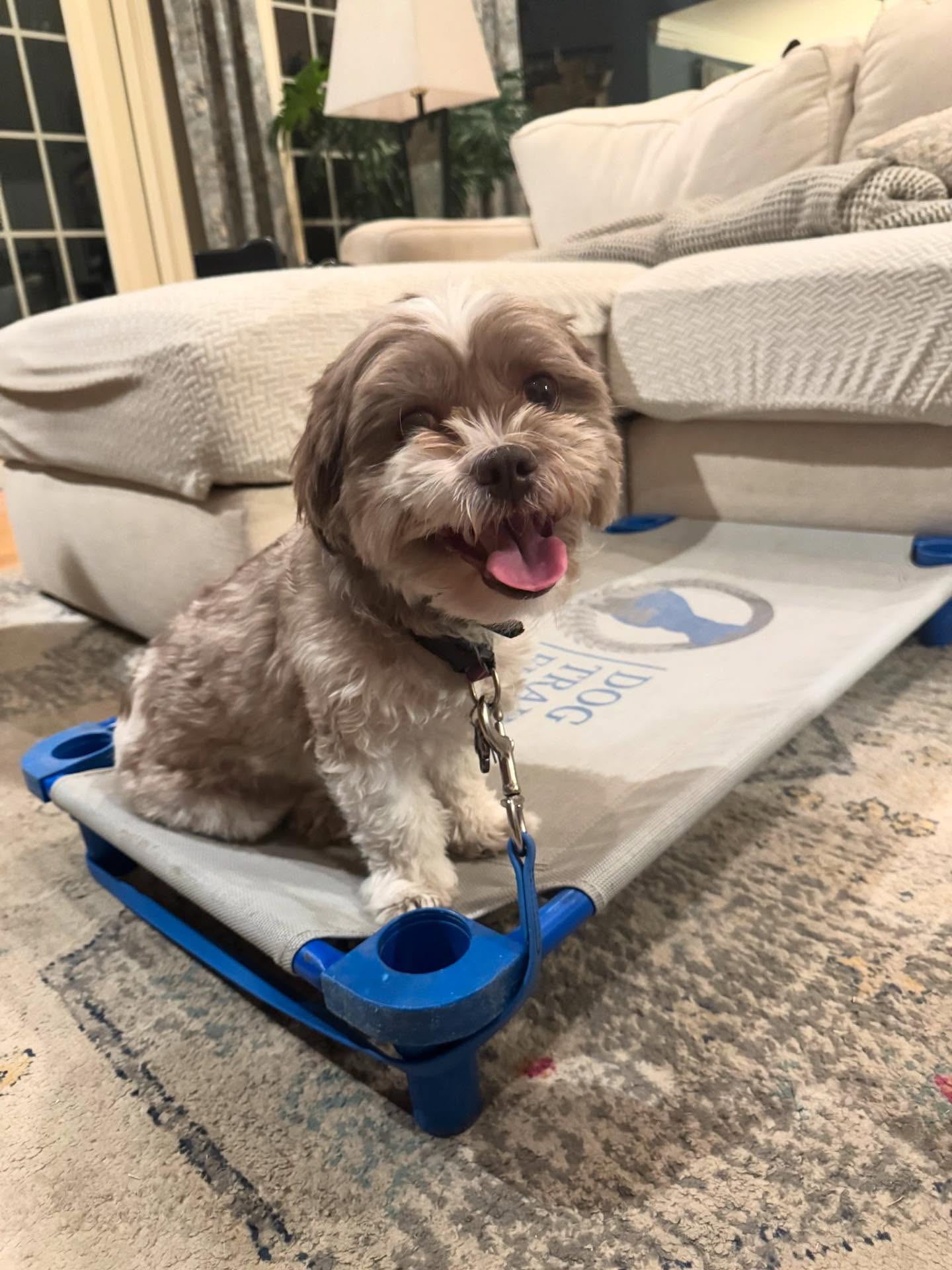 Say hi to Max, a 9-year-old Shih Tzu proving age is not a training barrier. Older dogs often thrive with structure and clear communication. Max is learning new skills, building confidence, and showing everyone how capable senior pups really are!
