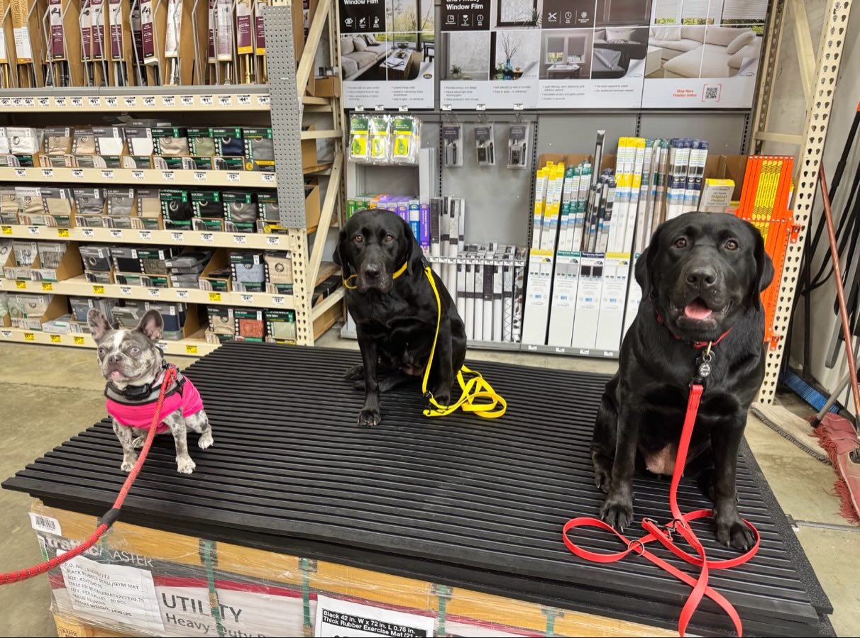 Tilly may be small, but she&rsquo;s learning to hold her own with the big dogs! 💪🐾

This little Frenchie joined Sydney&rsquo;s dogs, Indu and London, for some real-world training at Home Depot and did an awesome job working around distractions, new environments, and other dogs. From calm sits to holding place around all the sights and sounds, Tilly showed that confidence and obedience aren&rsquo;t about size- they&rsquo;re about consistency and clear communication.

We love getting dogs out into the real world where training truly comes to life! Great job, Tilly! 👏💕