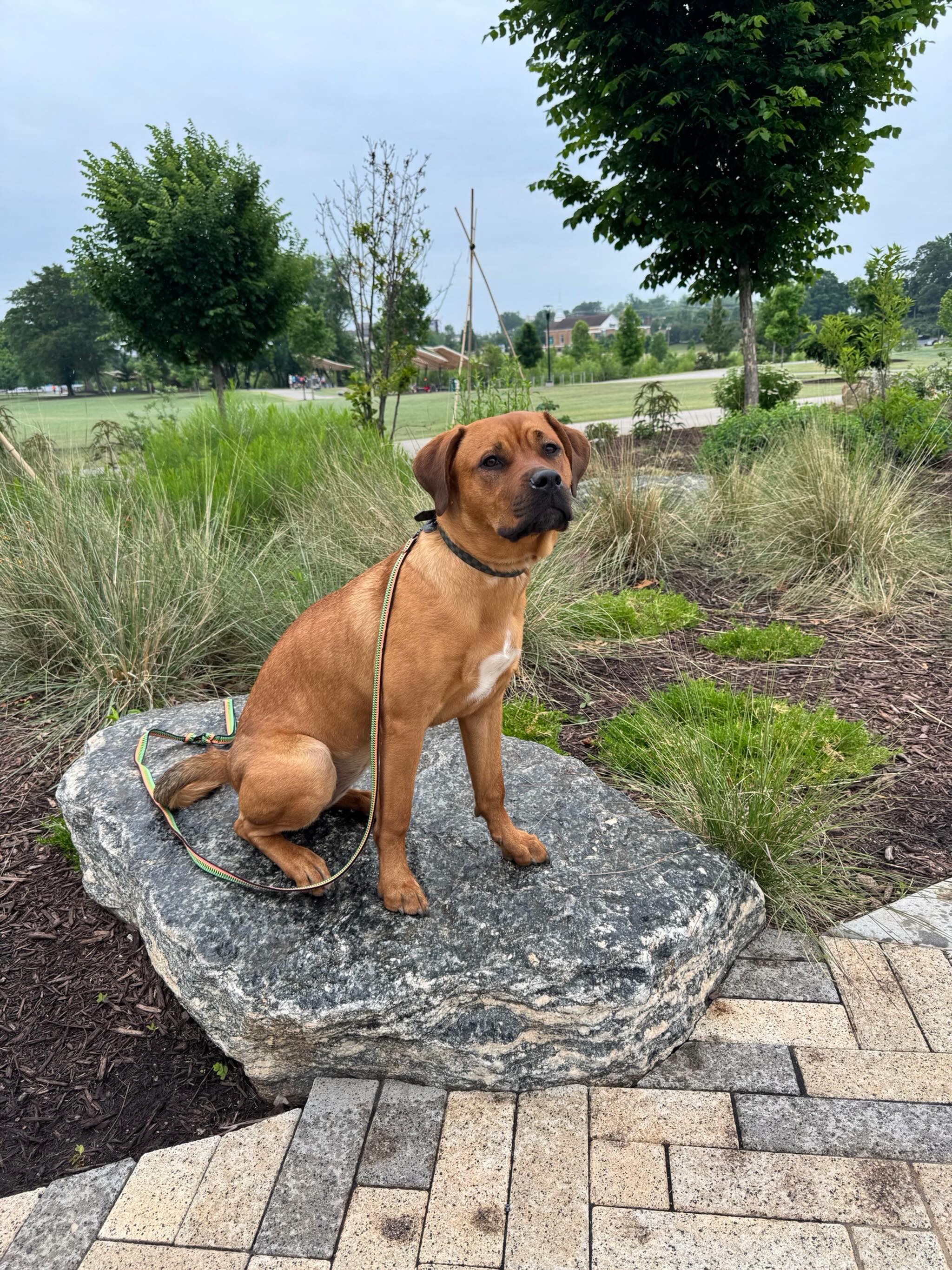 Panko wrapped up his final lesson at Unity Park today and absolutely crushed it! 👏🐾

From learning the foundations at home to working confidently around real-world distractions, Panko has come such a long way. Calm, focused, and looking pretty proud of himself on that rock too 😎

One of the biggest goals in training is helping dogs learn how to stay engaged with their owners no matter what&rsquo;s going on around them, and Unity Park gave us the perfect environment to put those skills to the test.

Great job, Panko! We&rsquo;re excited to keep seeing you in group classes! 💪🐶