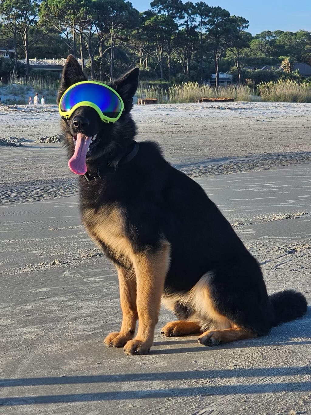 Gator and Courtney are on vacation this week 😎 Raise your hand if you bring your pup with you too! ✋