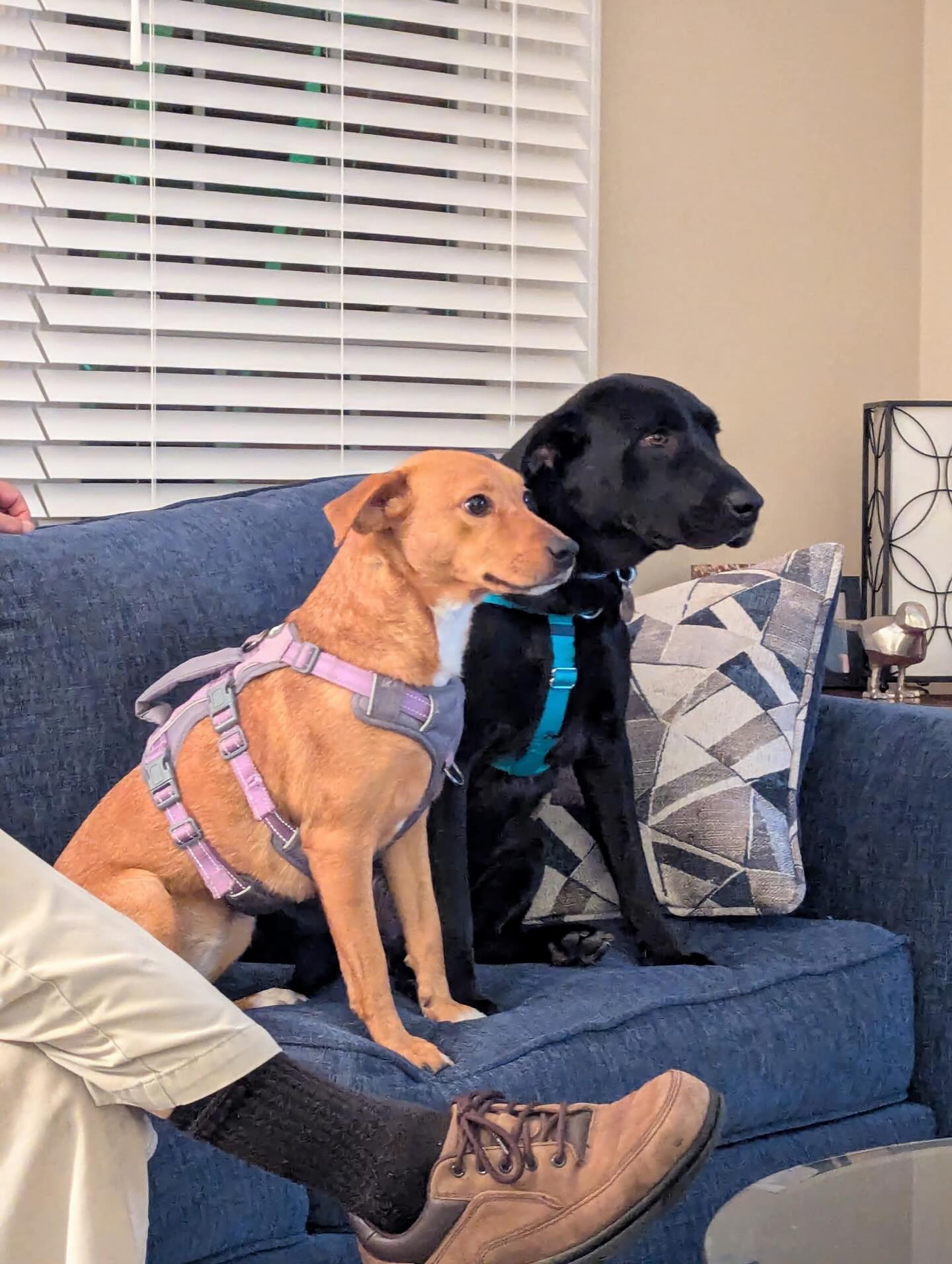 She&rsquo;s doing so great! It&rsquo;s been so interesting seeing her around another dog&mdash;she even showed a little feisty side, in the best way!&rdquo; &ndash; Louise&rsquo;s mama

At Dog Training Elite, we never aim for &ldquo;robot dogs.&rdquo; We love when their sweet, spunky personalities shine through. Our goal is to build reliable safety, manners, and control so that confidence and character can flourish.