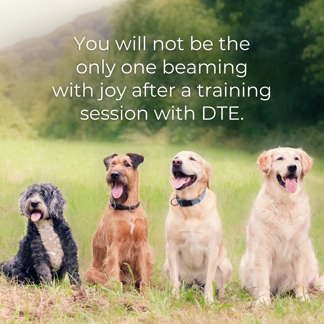 It's no wonder training sessions make happier dogs. Research shows that training a dog involves more than just teaching obedience, it can also subtly alter their thought processes, equipping them with a better ability to problem solve. 
Let Dog Training Elite Salt Lake City evaluate your dog (at no cost to you) and find out just how capable your dog truly is!
