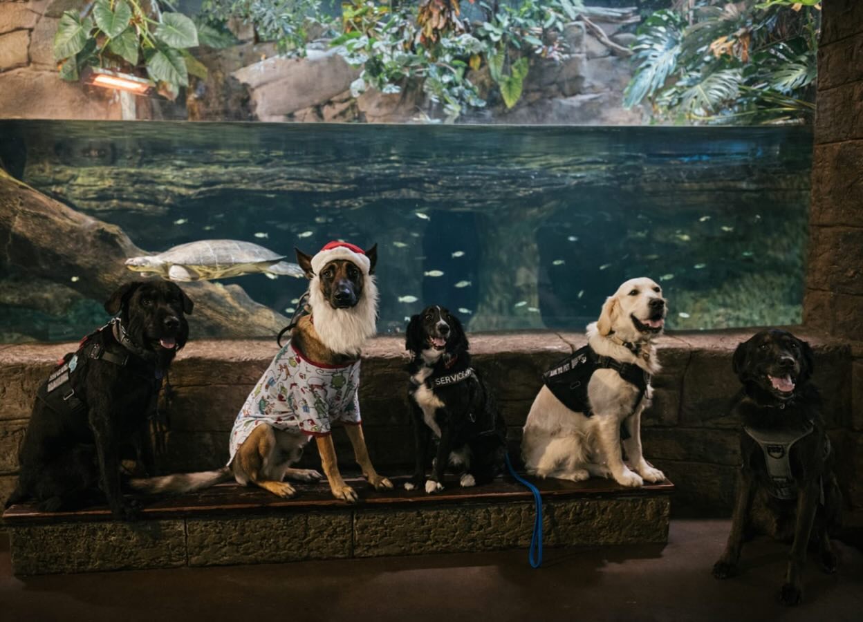 Merry Christmas from the pups of DTE Salt Lake! Wishing all our furry friends and amazing handlers the happiest of holiday seasons ❤️💚🎄🎁