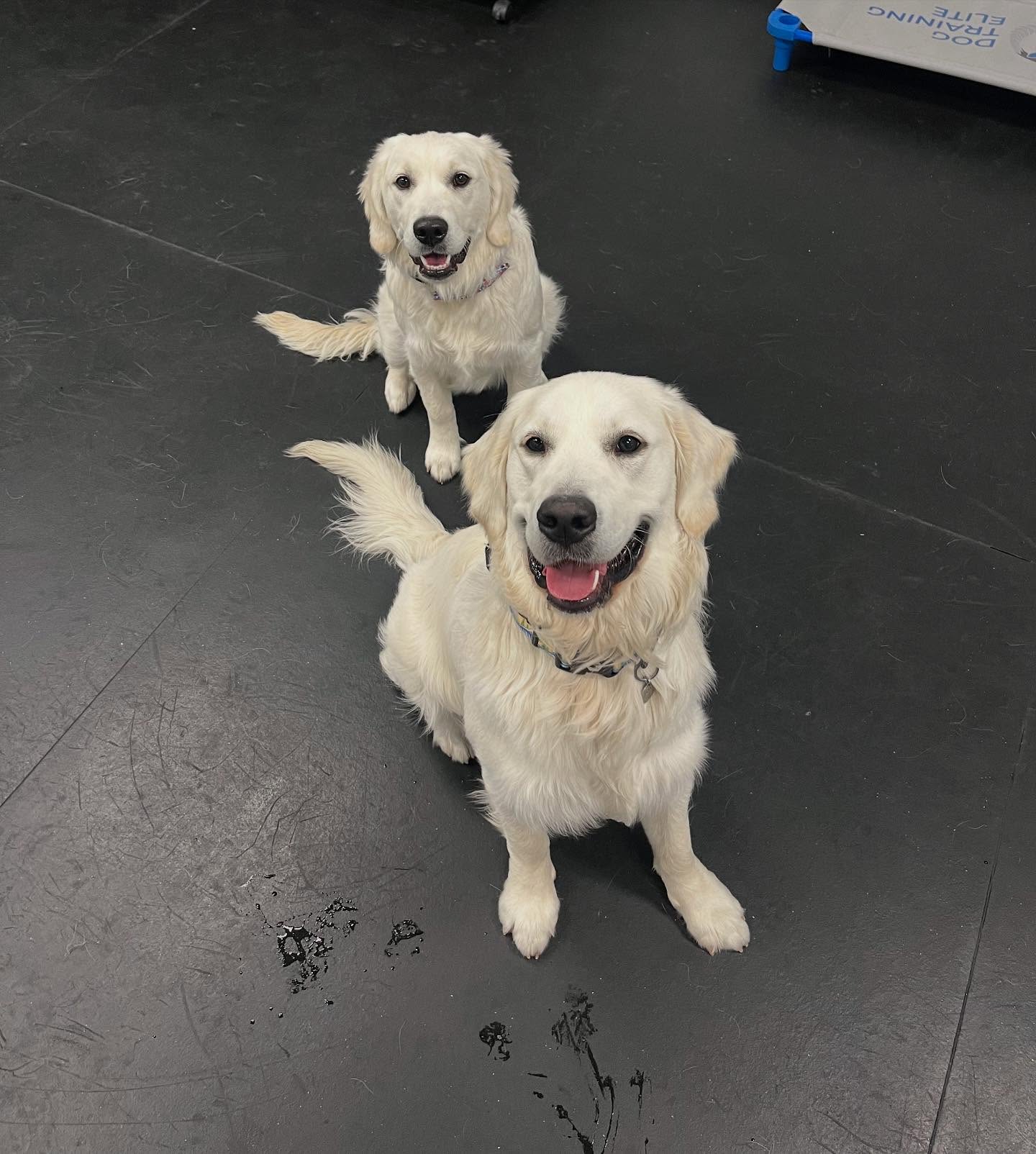 Double vision or double trouble? Rio and Lucy 🤍🤍