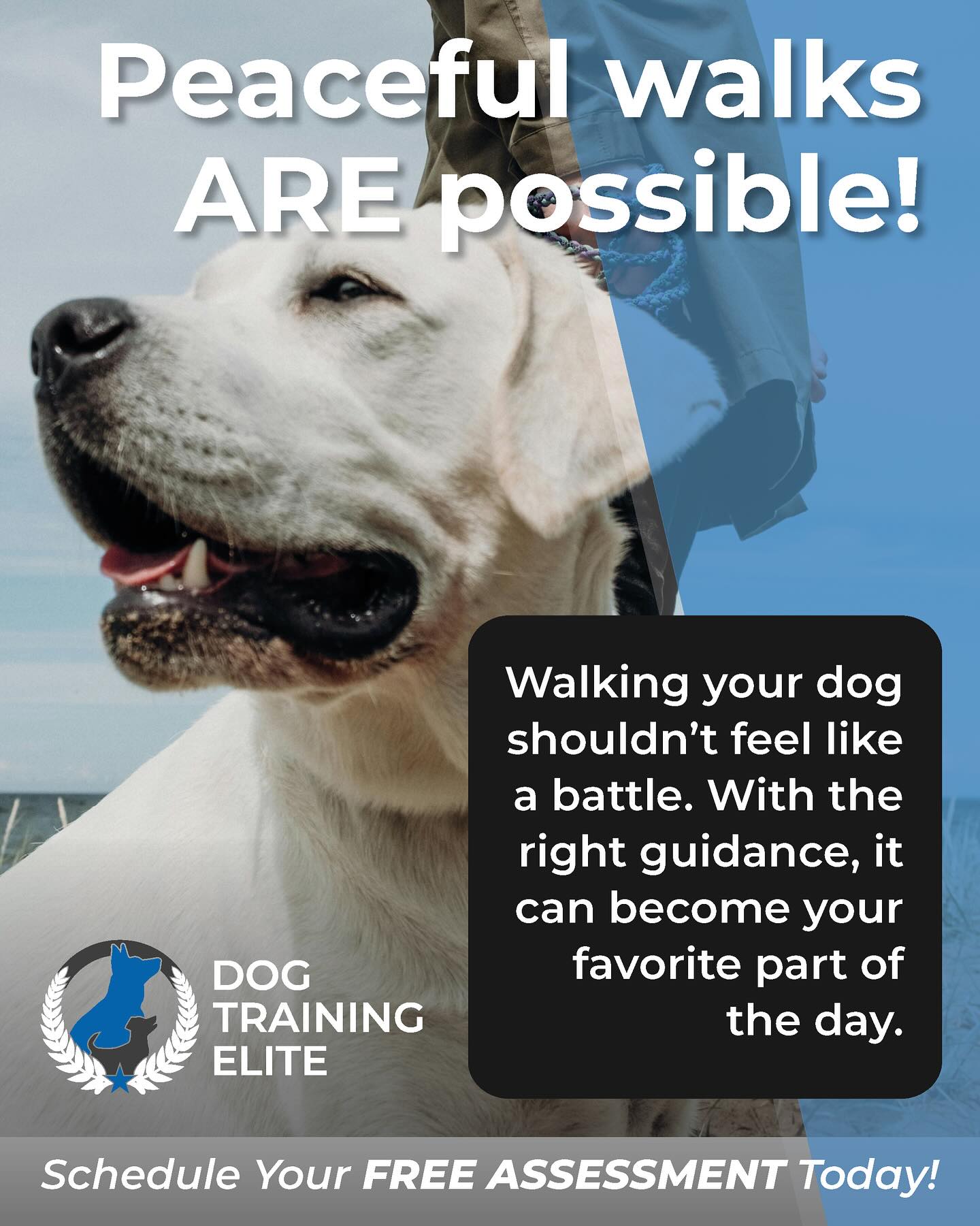 Leash manners with a solid heel and recall change everything. Make walks enjoyable for you too!
