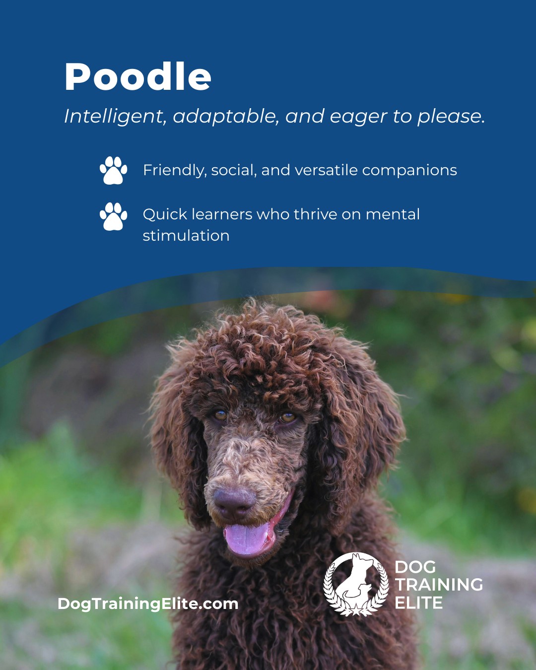 Poodles aren’t just stylish, they’re brilliant problem solvers and highly trainable. Their intelligence and eagerness to engage make them ideal candidates for obedience training, service work, and active family life. With balanced guidance, they develop focus, confidence, and a strong bond with their handler.

🎁 Ready to unwrap the gift of a well-behaved dog? Schedule your free in-home evaluation and discover why Buckhead and East Cobb families rely on Dog Training Elite, through the holidays and beyond.
 📍 https://maps.app.goo.gl/CLhXLKK7H8R8YRSV7
Get your pup holiday-ready — https://dogtrainingelite.com/west-atlanta 🎄



