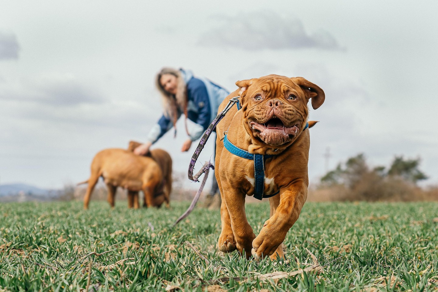 Leash pulling: ruining walks since forever. But at Dog Training Elite West Atlanta, we fix it fast. Imagine your pup walking calmly by your side—no more arm workouts! Ready to enjoy walks again? DM for your free evaluation.