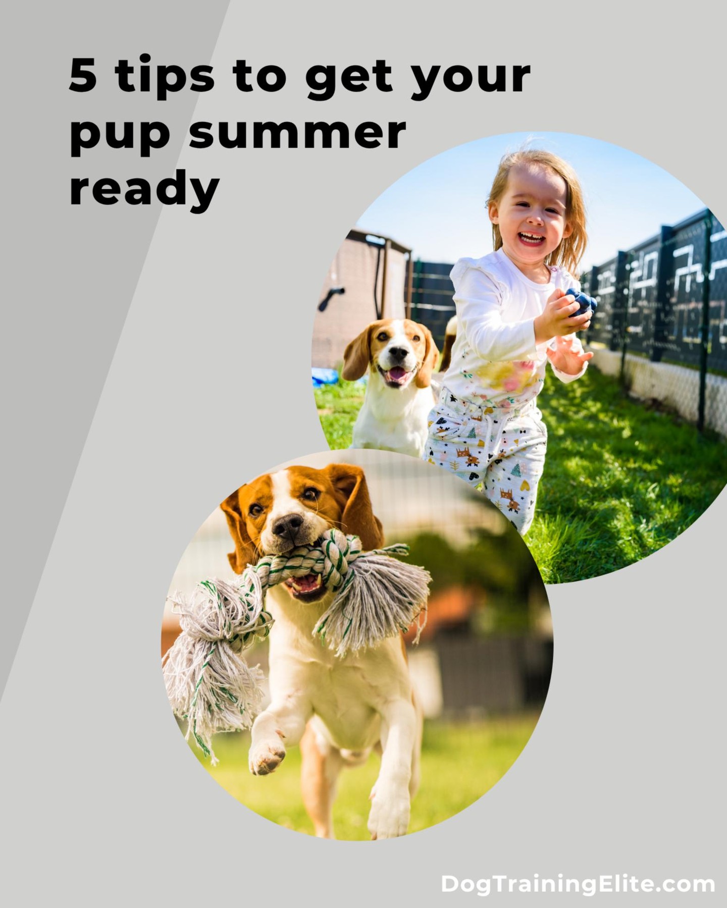 Getting your pup ready for summer involves a few key steps to ensure they stay healthy, comfortable, and safe! ☀️🐾

5 tips to get your pup summer ready:

Watch hydration: Make sure your dog has access to fresh, cool water at all times. Carry a portable water bowl during walks or trips. Offer hydrating treats like ice cubes.
Adjust exercise: Exercise your dog early in the morning or late in the evening when temperatures are cooler. Keep an eye out for excessive panting, drooling, or lethargy, which are signs your dog needs a break.
Grooming and coat care: Brush your dog regularly to remove excess fur and reduce the risk of overheating. For dogs with thick coats, trimming can help them stay cool, but avoid shaving as their fur protects them from sunburn and heat. 
Protect paws: Walk your dog on grass or shaded paths to prevent burns from hot pavement. If it's too hot for your hand, it's too hot for their paws. Apply sunscreen to areas with less fur, like the nose and ears, to prevent sunburn. Use pet-specific sunscreen labeled safe for dogs (often zinc oxide–free and fragrance-free).
Safe activities: Ensure there's a shaded area for your dog to rest when outside. Consider a doggie pool for them to splash in and cool down. Use veterinarian-approved flea and tick preventatives to protect against parasites.

By following these tips, you can help your pup enjoy a safe and fun summer!

Like this post and follow for more!

