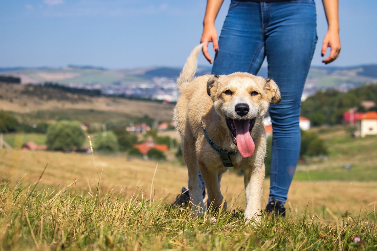 ATL dog owners: ever feel like you’re the one getting trained? That moment you realize your dog has YOU sitting and staying—classic. Ready to flip the script? Schedule your free evaluation and show who’s really in charge.