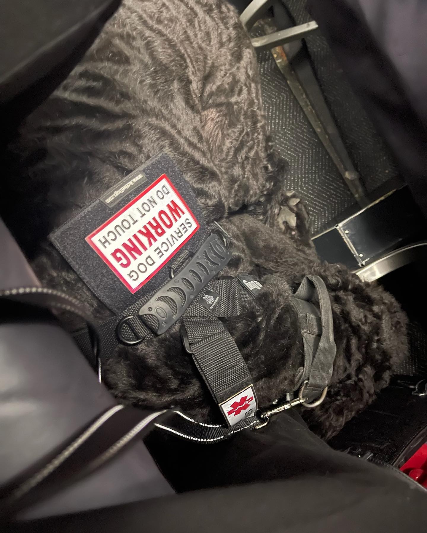 Congratulations to Maxx and his handler for completing a successful first flight as a team!

