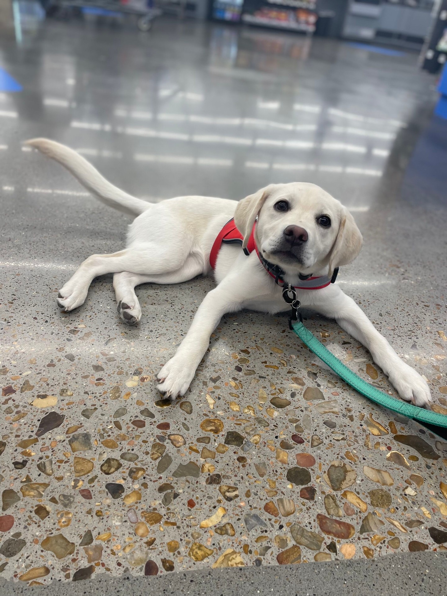 Training can never start too early. Good puppy foundations make for less bad habits to be broken. 