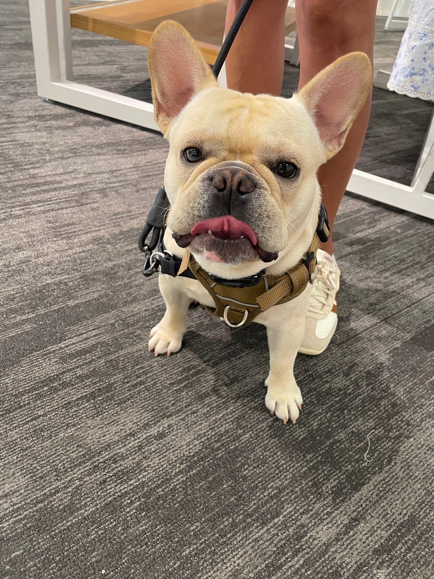 Fergus has passed his public access test! We are so proud of him and his owner! 