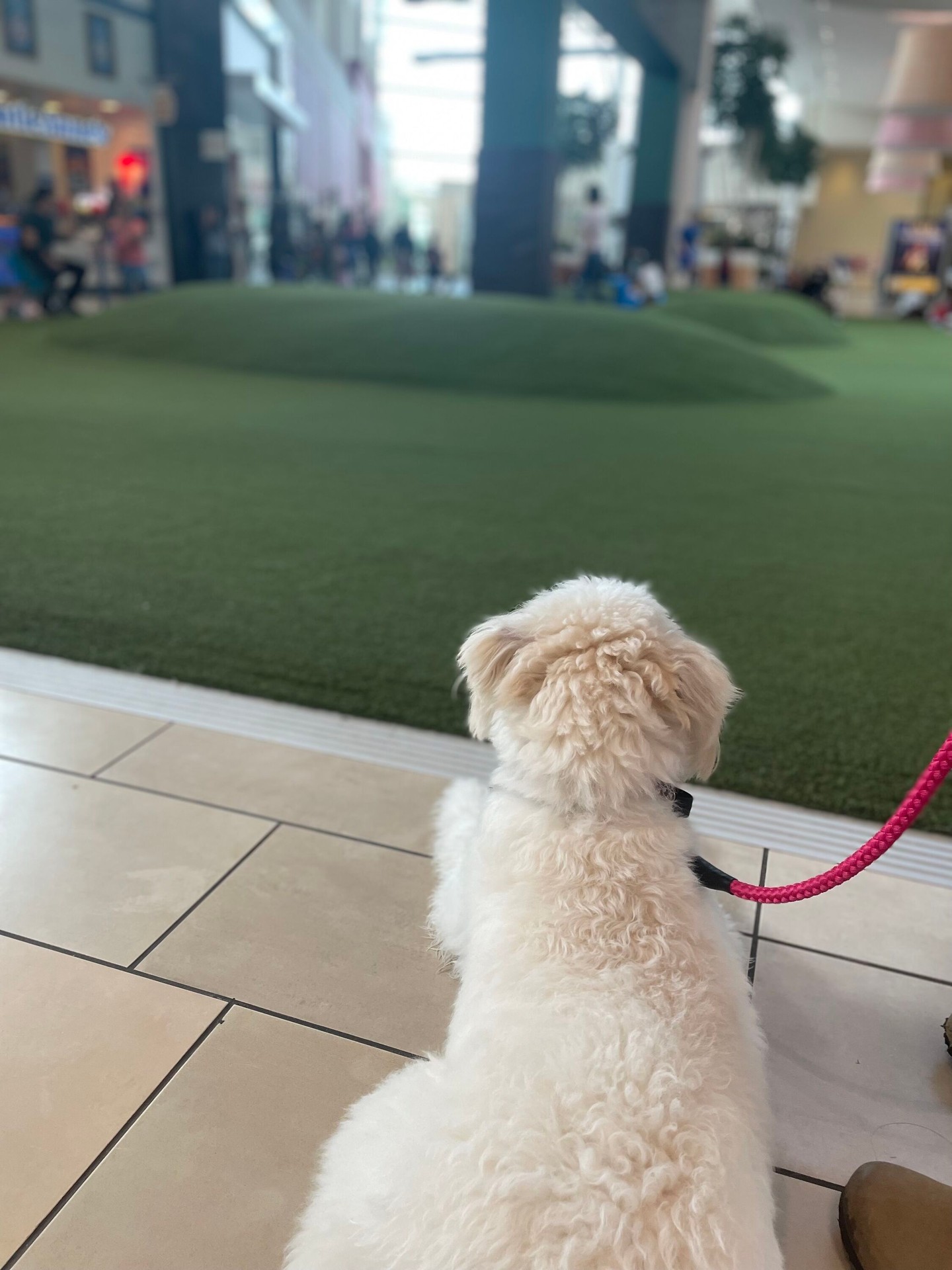 Service dogs need to have the most impulse control. 