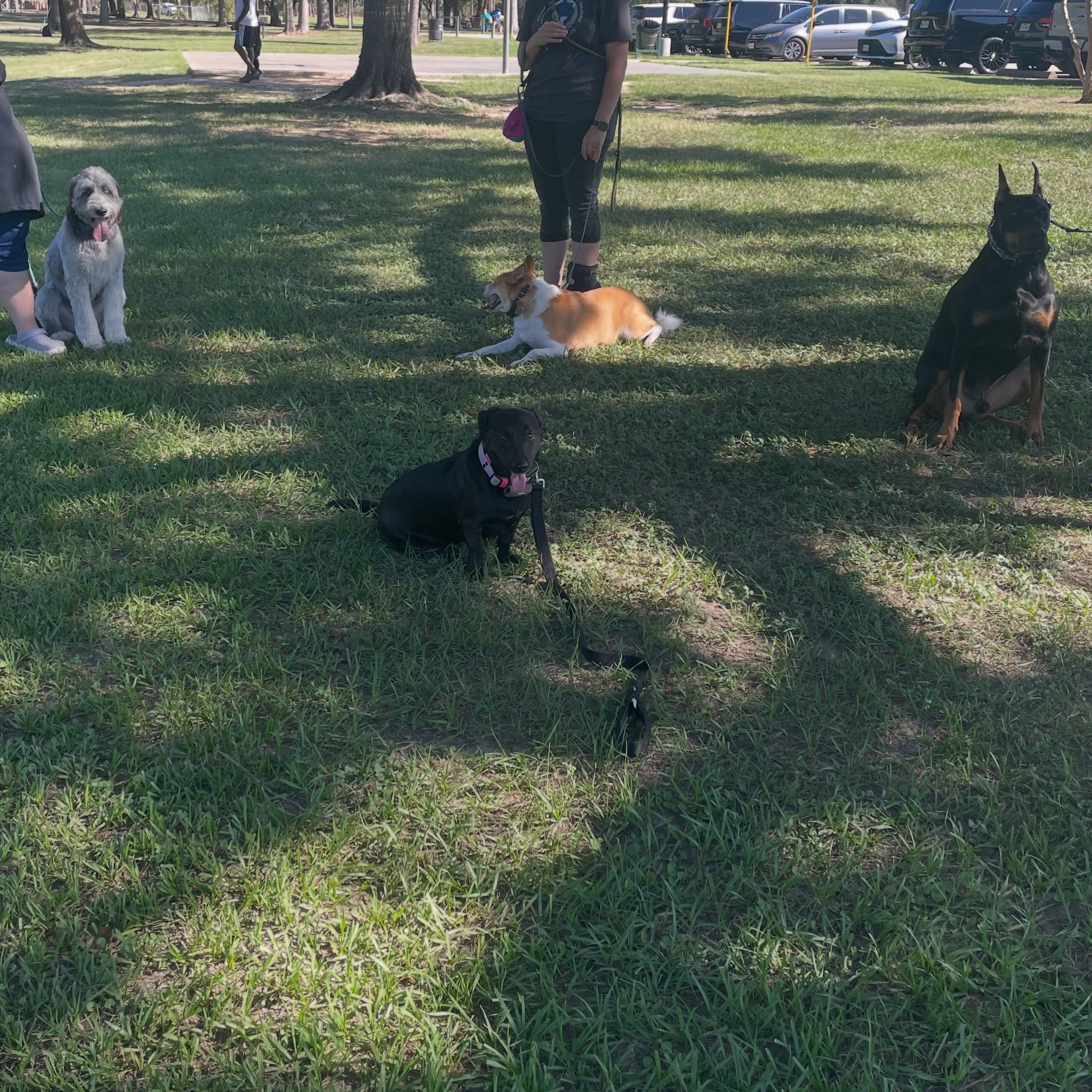 Close proximity to dogs and holding commands shows your pups impulse control! 