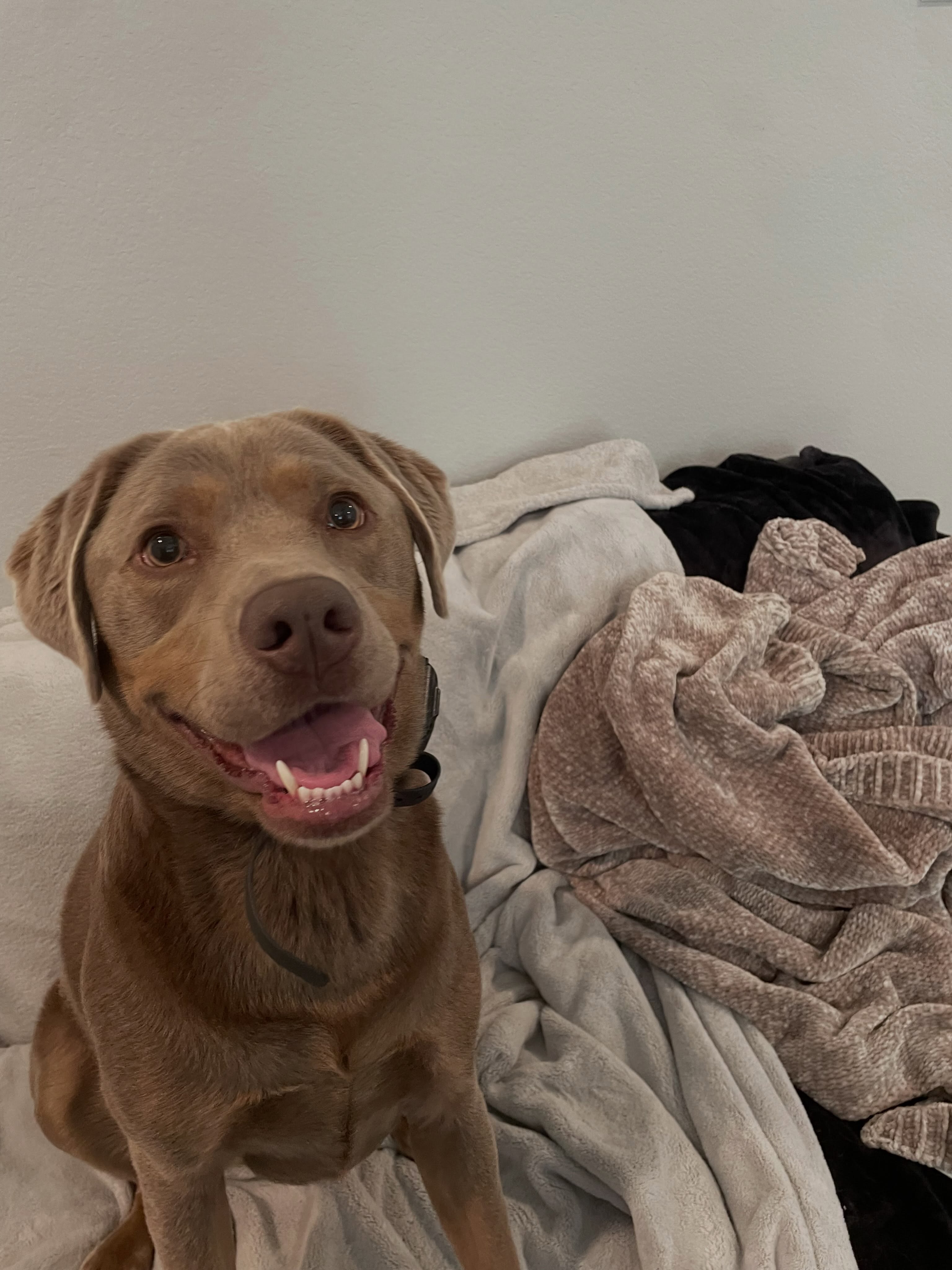 We are so excited to welcome Stella to our pack! 