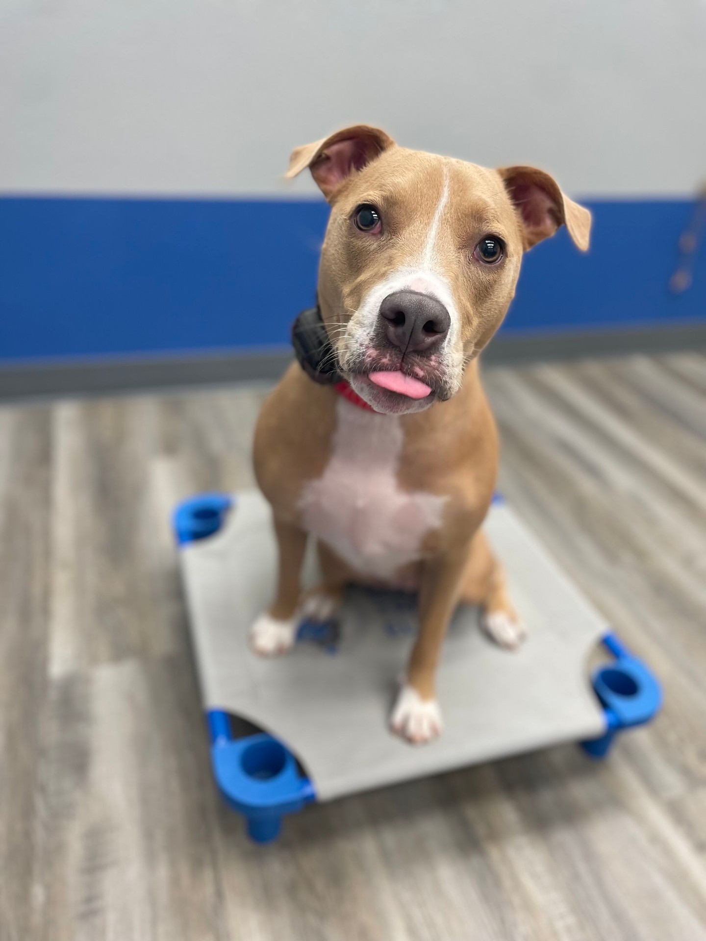 CONGRATS to Mocha for graduating his program! 