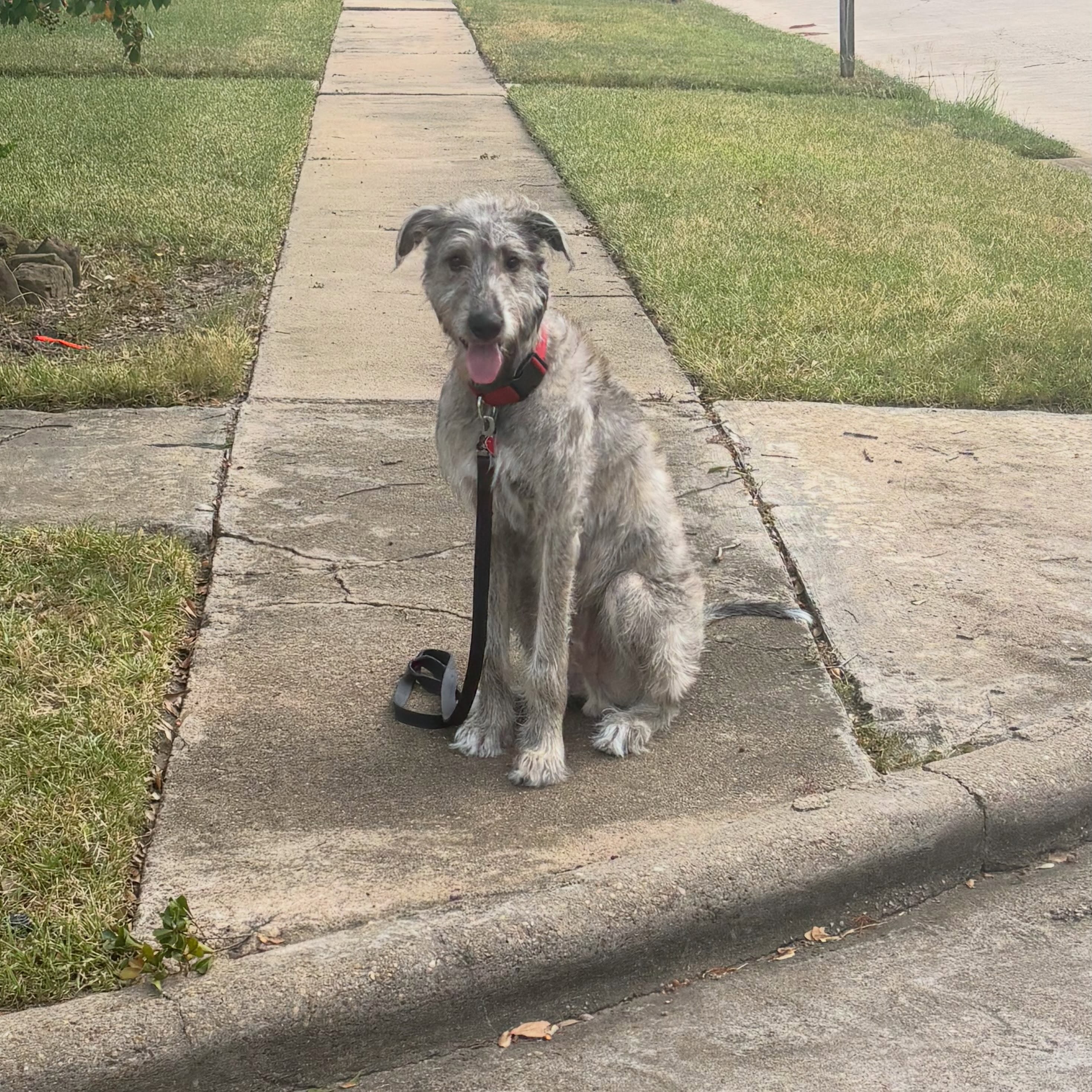 Teddy might look fully grown - but he&rsquo;s only 7 months old! That&rsquo;s why getting ahead of negative behaviors was so important to his owners! 