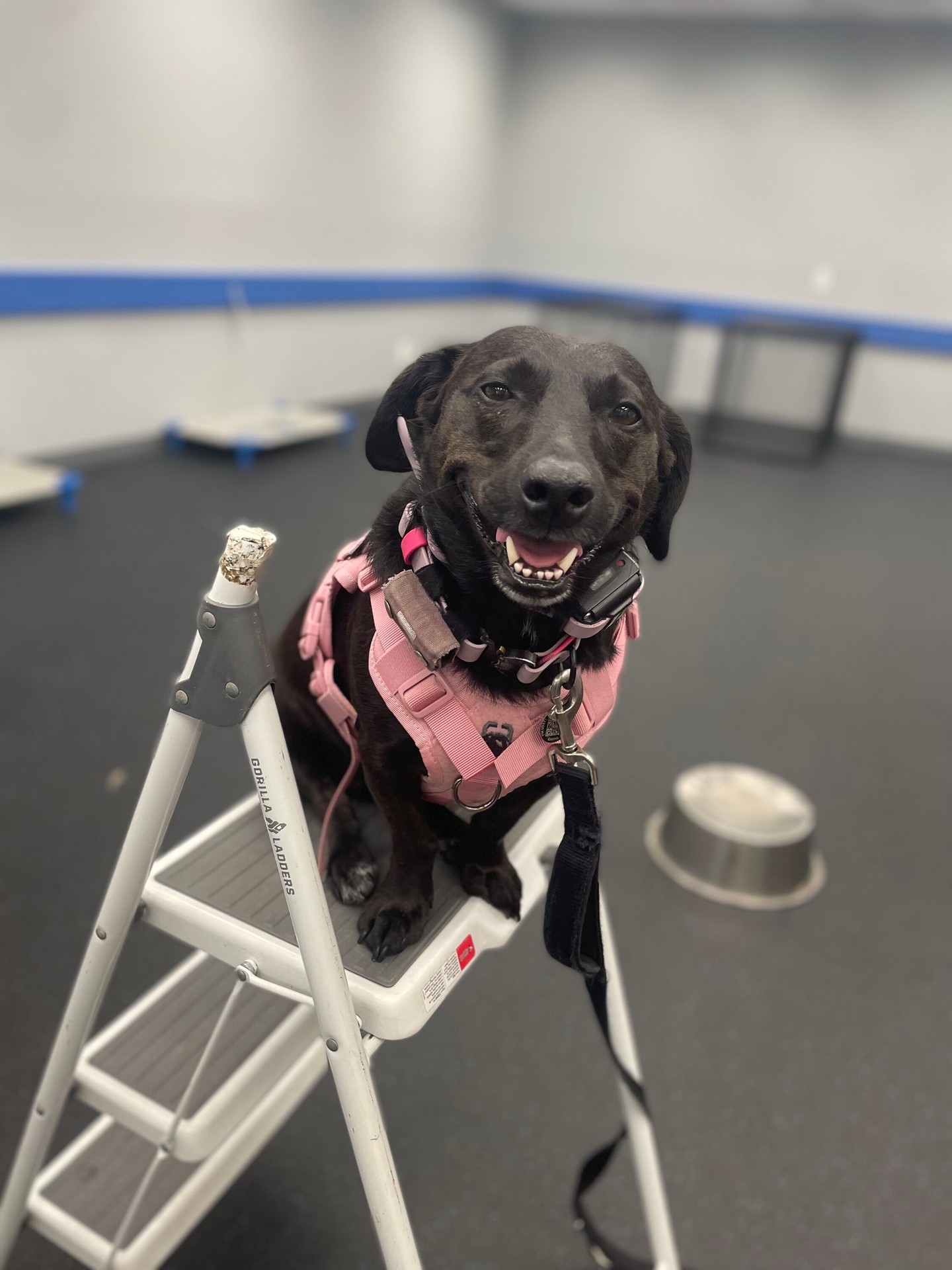 The place command can even be a trick! Getting your pup on something like a step stool or even a fire hydrant can be a fun party trick. 