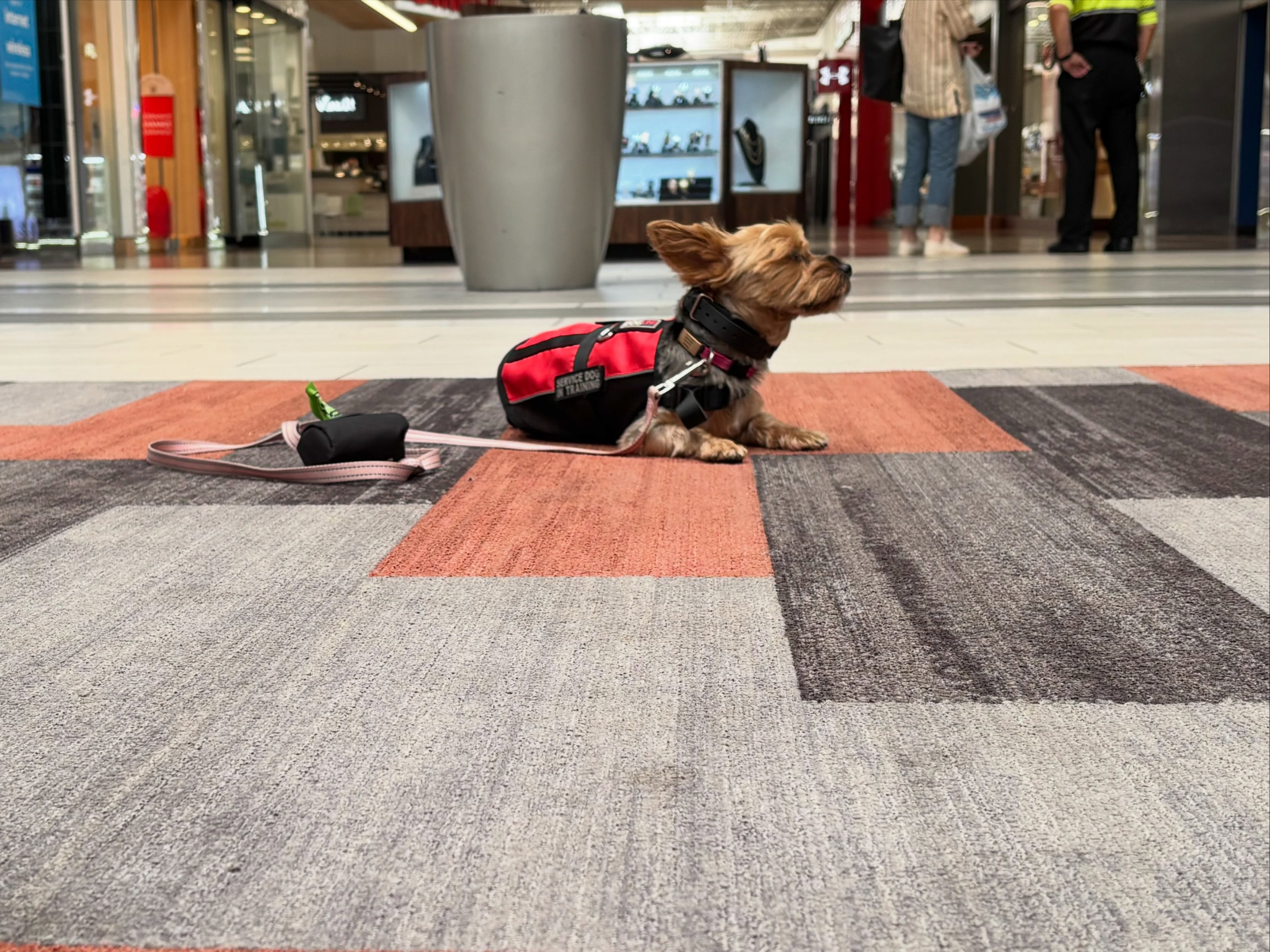 Gemma is small but mighty - killing it at her public access practice. 