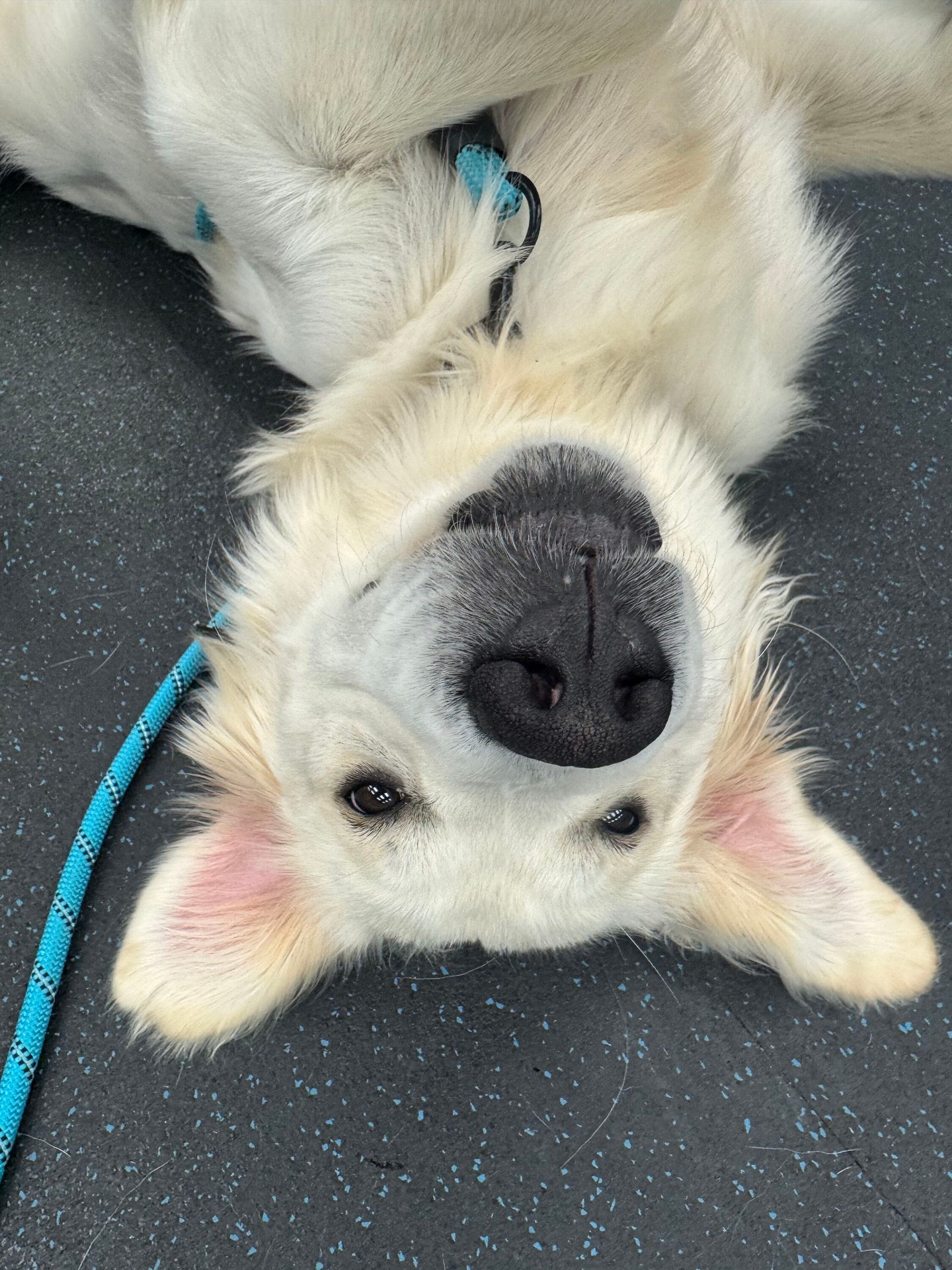 Cooper is quite the hard worker at his drop in day at our facility! 