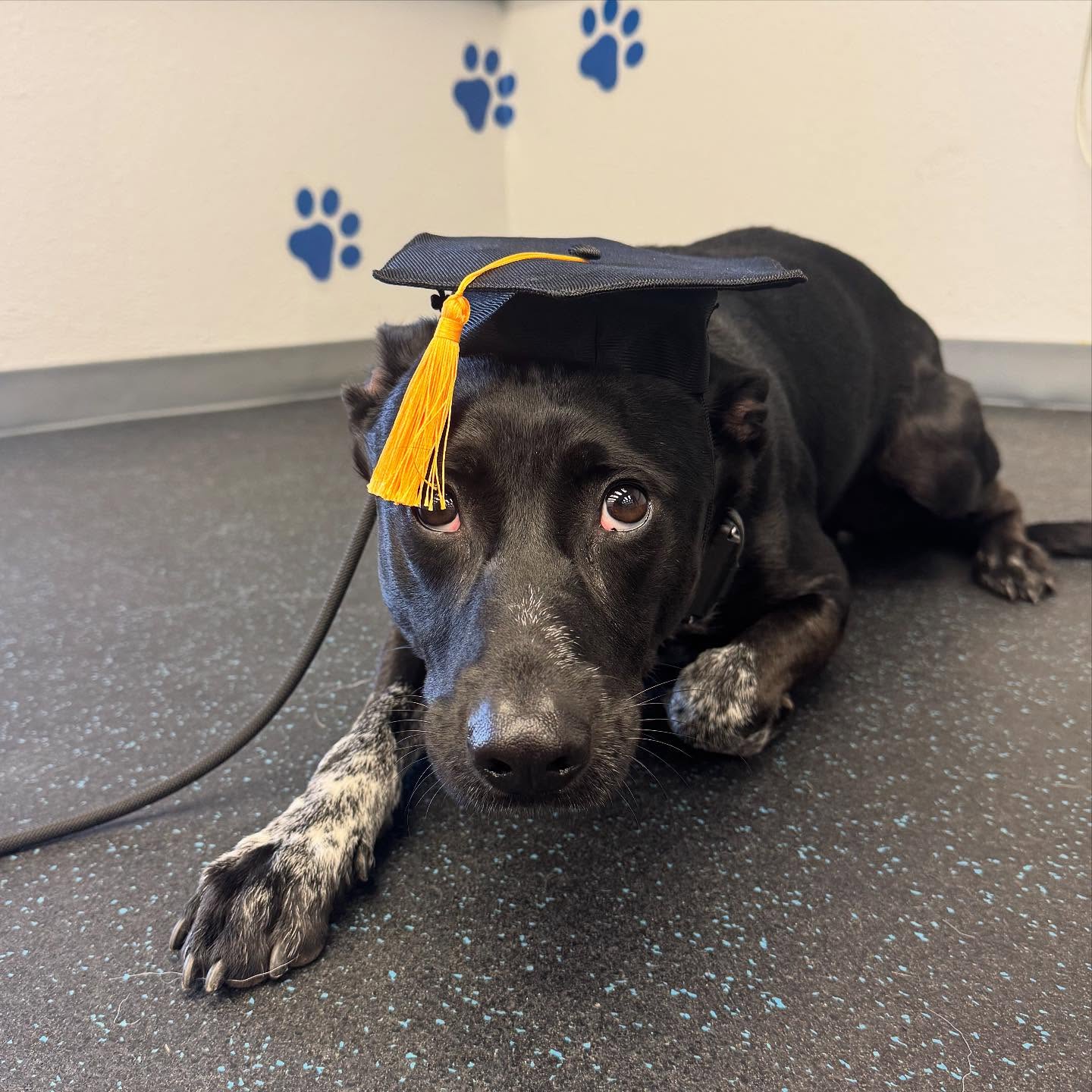 🐾 Leo finished his bootcamp with us! He did so great! We can’t wait to keep working with him. He wasn’t sure about the hassle though! 