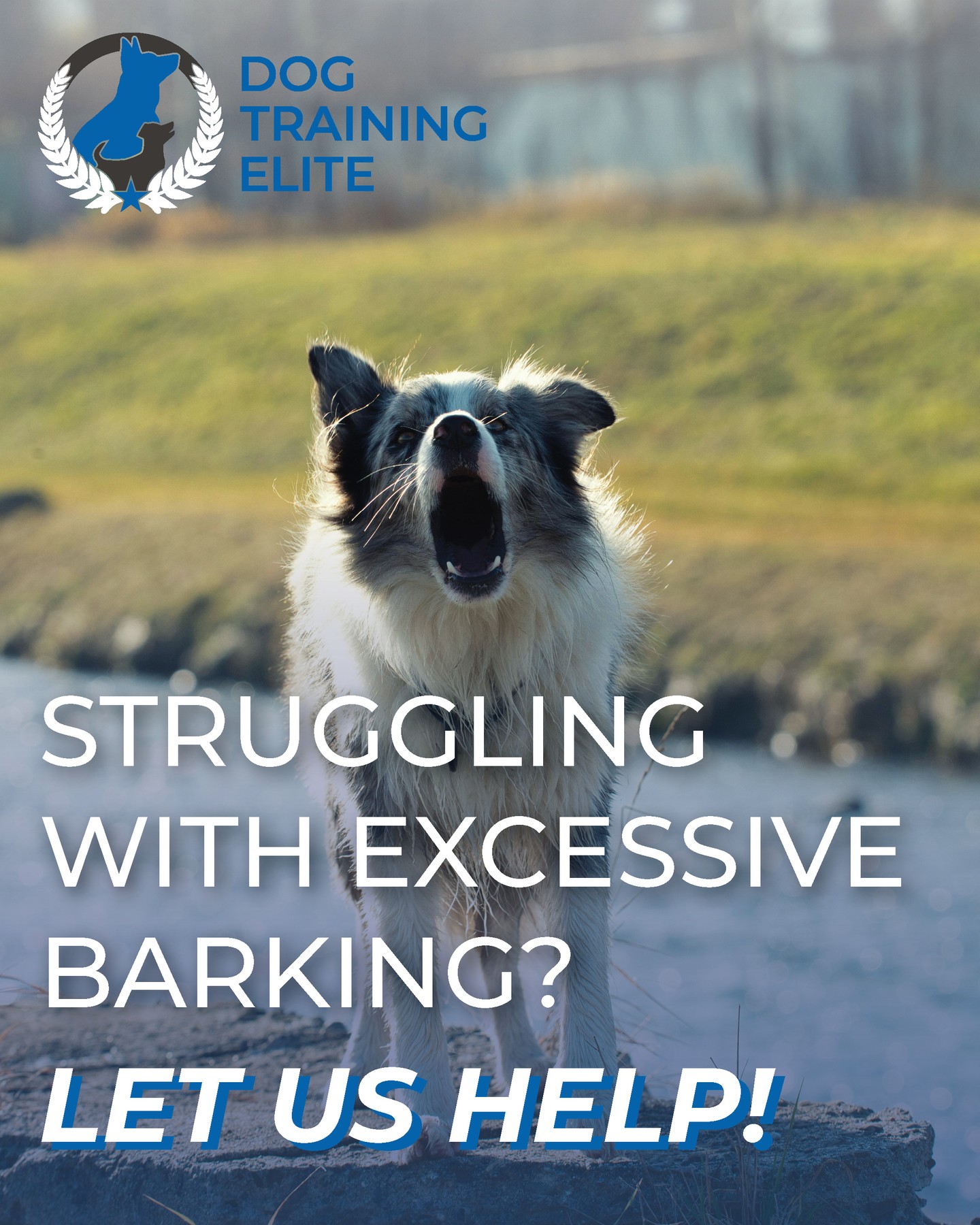 Make your home more peaceful with training to assist with that barking and whining. 