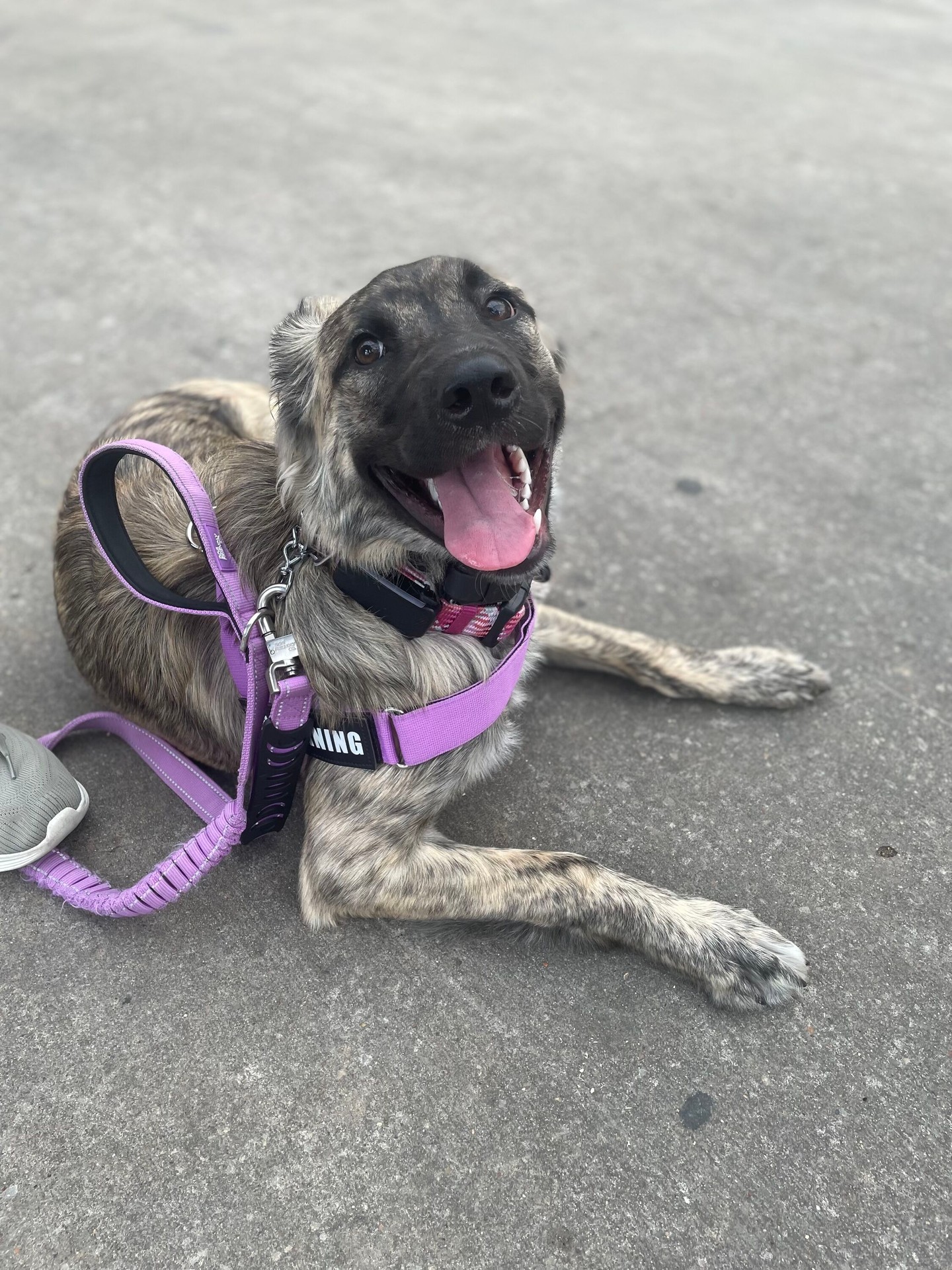 A well trained dog is a happy dog! 