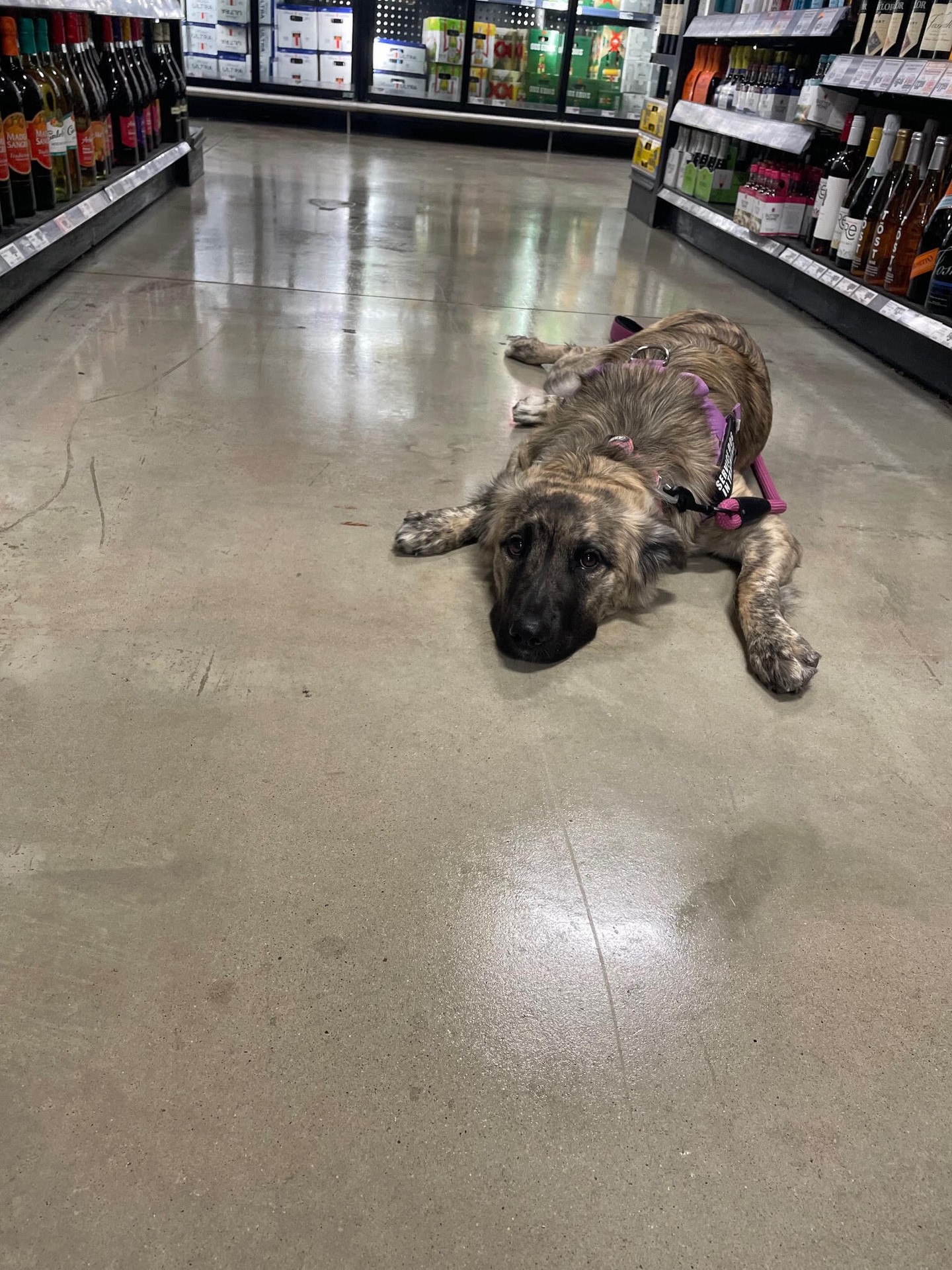 Mia has come so far in her journey of training to be a service dog. We can't wait to see the places she goes! 