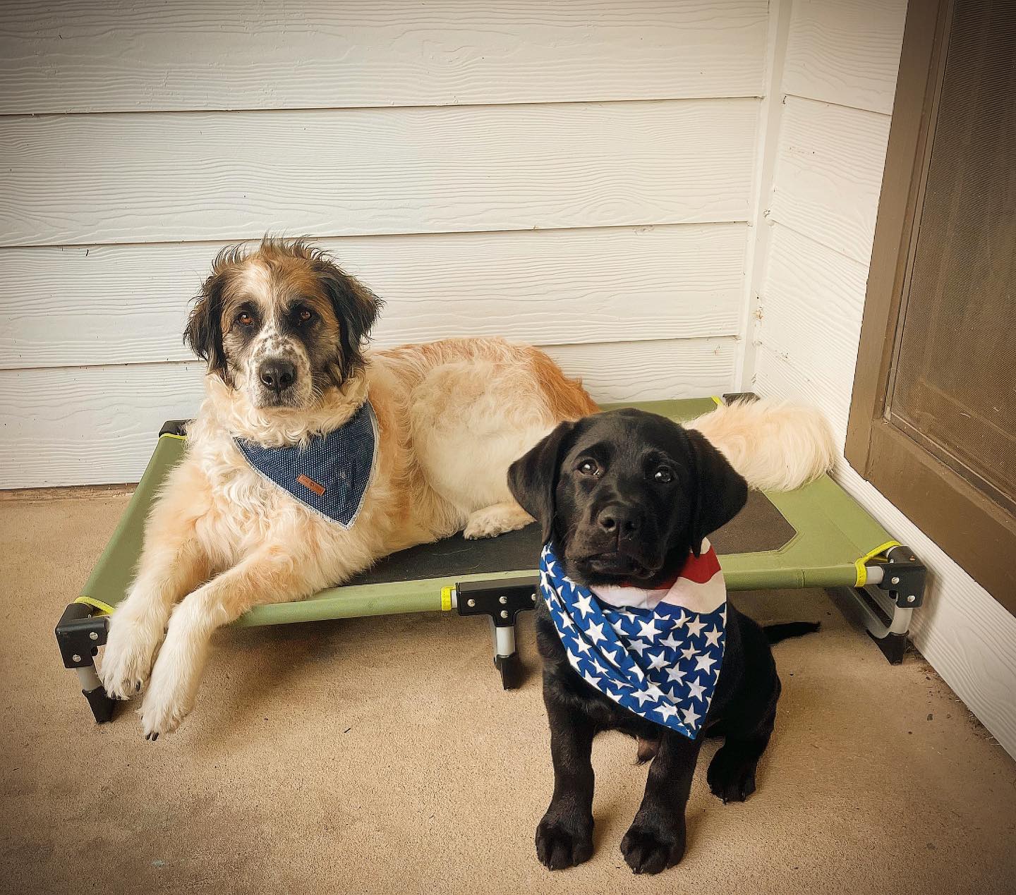 Happy Independence Day from our pack to yours!🇺🇸

Don’t forget to work your dog today so they sleep through the fireworks 🎆 

