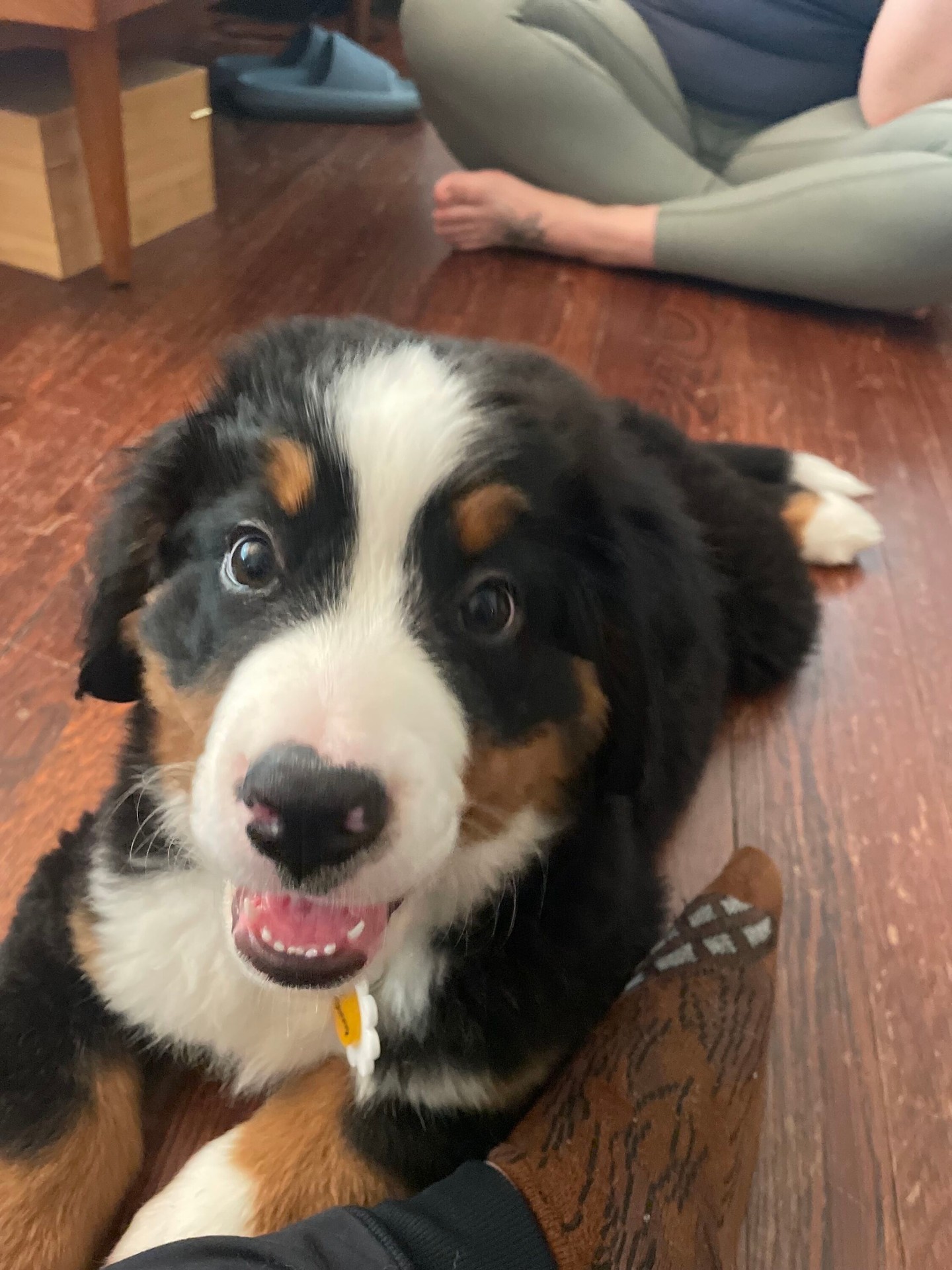 We love having Sonny as a new member of our growing pack! 